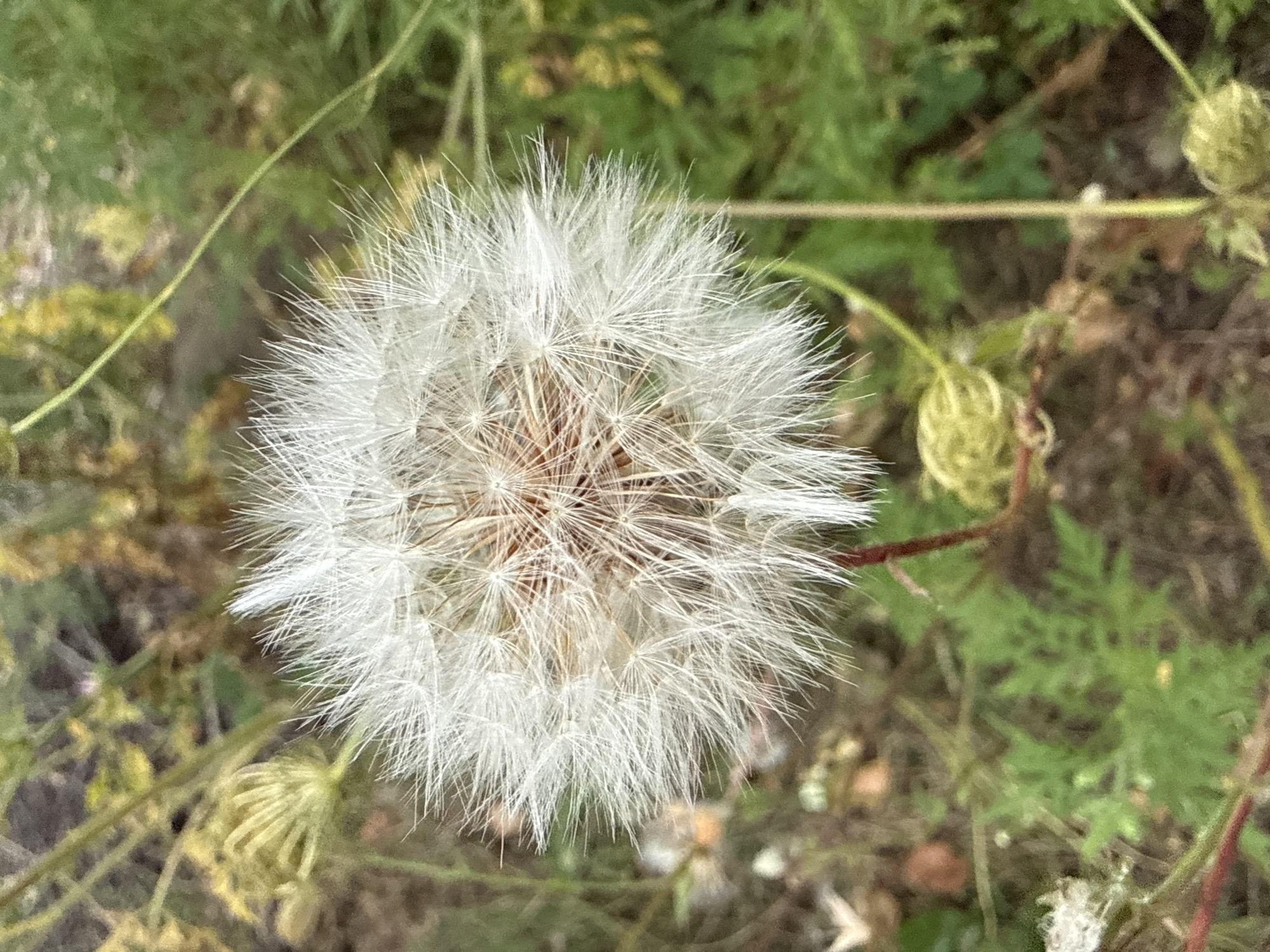 A close-up, full-frame, vertical shot captures a dandelion seed head against a blurred background of green foliage and brown earth. The seed head is in focus, showcasing its delicate white filaments radiating outwards from a central brown core. The stem supporting the seed head is a thin, reddish-brown. Various small, light-colored seed pods are visible in the background, along with hints of yellow and green plant matter, all out of focus. The lighting appears to be natural, possibly overcast, as there are no harsh shadows.