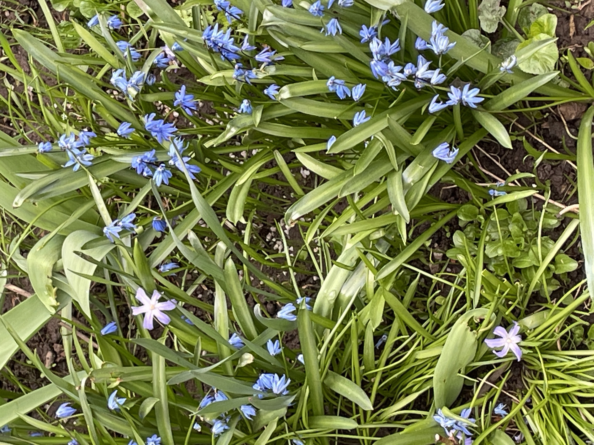 This media file captures a close-up, high-angle view of a patch of blooming spring flowers and green foliage. The scene is dominated by numerous small, vibrant blue flowers, likely Scilla siberica (Siberian squill), with six petals each, scattered amongst their long, slender green leaves.
Interspersed within the blue flowers, there are two distinct light purple or pinkish-white flowers, possibly Chionodoxa (glory-of-the-snow) or a variation of Scilla, each also featuring six petals. The green leaves of the flowering plants form a dense carpet over dark brown soil, which is visible in patches. Some other small, unidentified green plants or weeds can be seen growing in the background, particularly towards the right side of the frame.
The overall impression is one of early spring, with new growth and blossoms. The lighting appears soft and diffused, suggesting either an overcast day or shaded conditions, with no harsh shadows visible. There is no human activity depicted. The image provides a natural, tranquil snapshot of a garden or wild area, consistent with flora found in temperate regions such as Fabriki 1 maya, Russia. No visible text is present in the image.