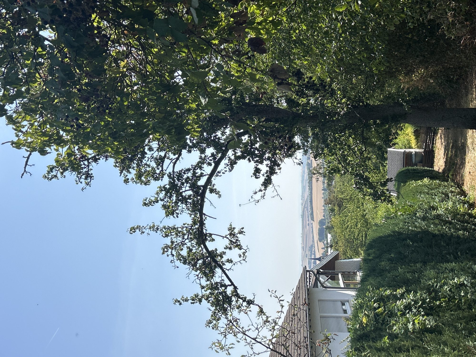 A vertical, eye-level, medium shot captures a tranquil outdoor scene under a clear, pale blue sky with a faint contrail from an aircraft visible in the upper left. A large tree with dense green foliage dominates the right side of the frame, its branches reaching towards the sky and obscuring part of the view. In the foreground, a neatly trimmed dark green hedge runs horizontally across the bottom third of the image, creating a strong visual barrier. To the left of the hedge, a portion of a white house is visible, featuring a tiled roof, a large window with blinds, and eaves. Behind the hedge and the house, the landscape recedes into a hazy panorama of rolling hills dotted with agricultural fields in shades of tan and green. A church steeple can be seen in the distance, adding a point of interest to the rural expanse. A small, grey shed with a dark roof is nestled in the middle ground, partially visible behind the trees. The ground in the lower right quadrant of the image appears to be a dirt path with some dry leaves and sparse vegetation. The overall impression is one of a sunny, peaceful day in a semi-rural or suburban environment.