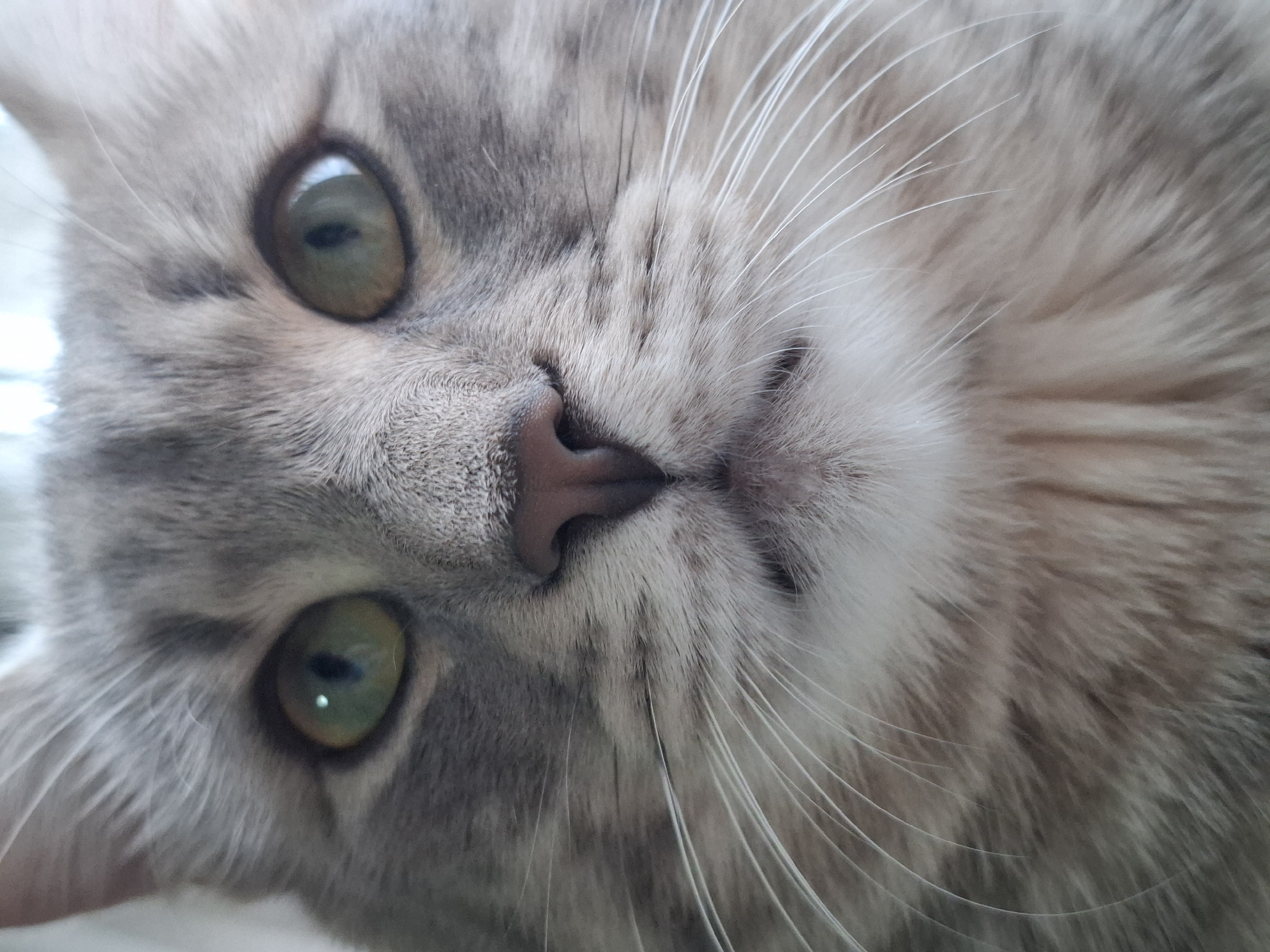 The image shows a close-up of a cat's face. The cat has grey fur, green eyes, and a pink nose. The cat is looking directly at the camera. The image does not provide any information to determine the location in Novi Sad, Serbia.