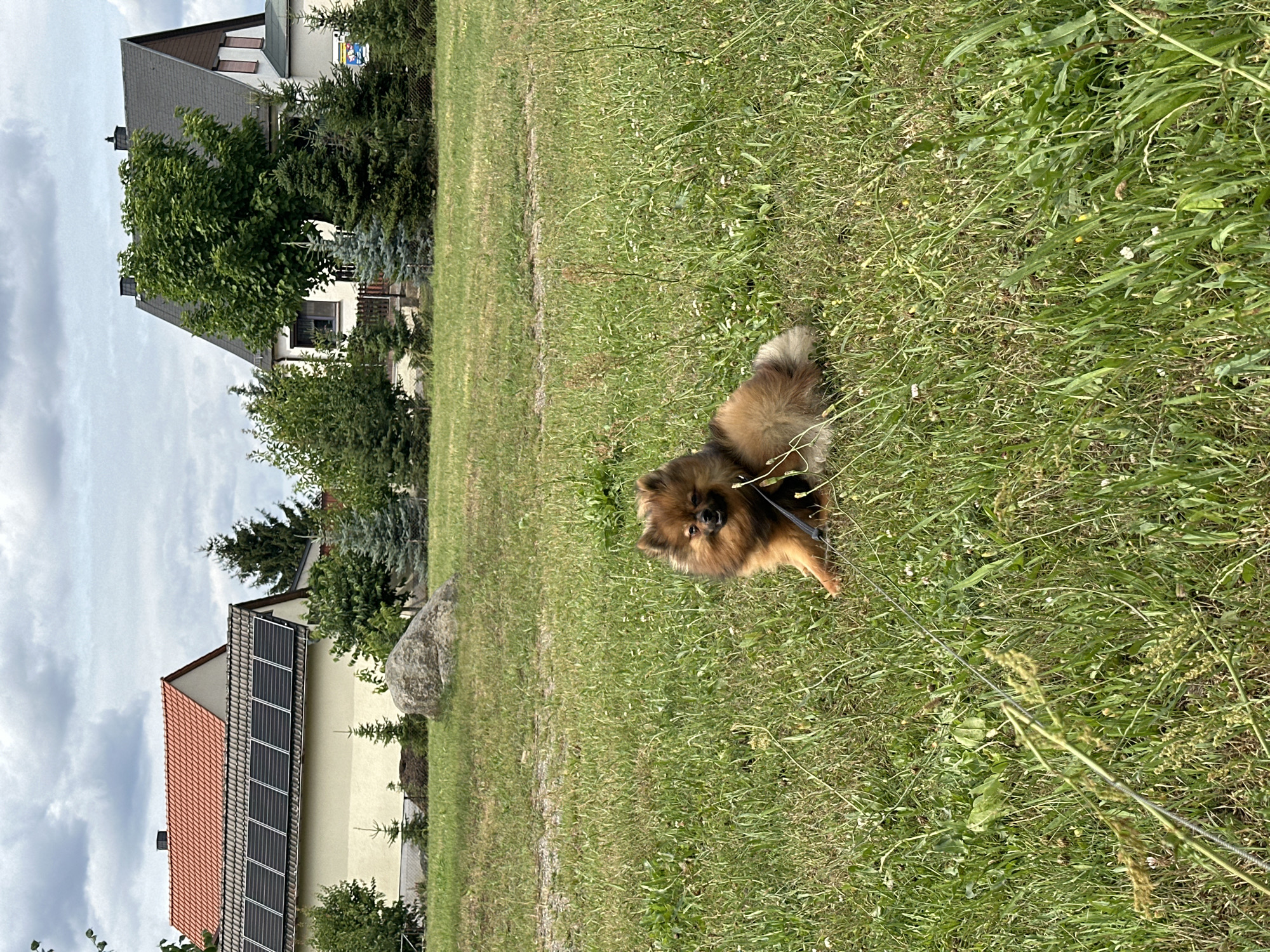 A Pomeranian dog is lying on a grassy field in front of two houses in Arzberg, Germany. The dog is brown and fluffy, with its head turned towards the camera. It is wearing a black collar and leash. The houses are located in the background, one with a red tile roof and solar panels, and the other with a dark gray roof. Trees and bushes are scattered around the houses and field. The sky is cloudy.