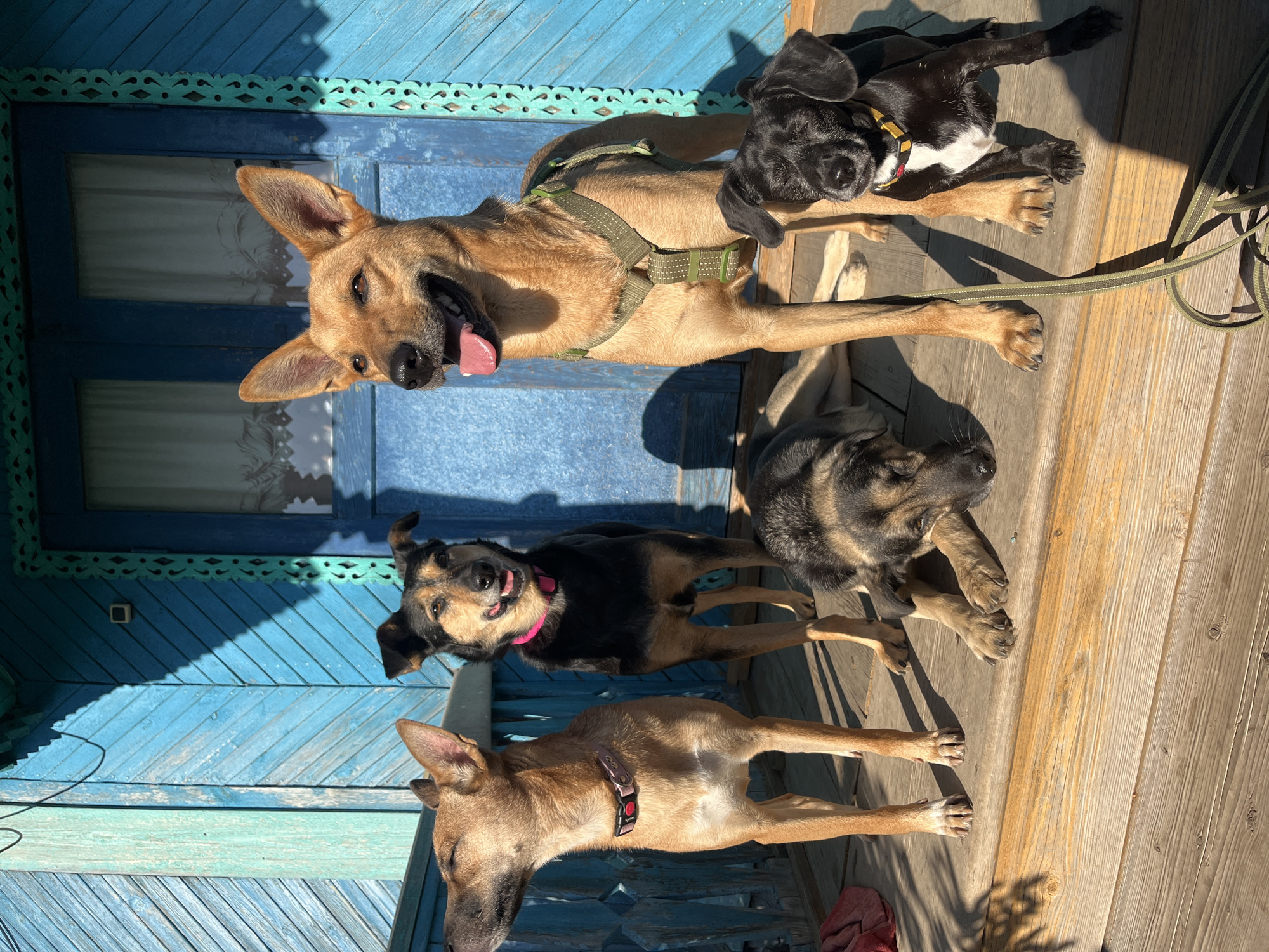 Five dogs are posing on a wooden porch in front of a bright blue wooden house. The dog on the far left is a tan-colored medium-sized dog facing left with its head tilted up. Next to it, a black and tan medium-sized dog stands facing forward, wearing a bright pink collar. In the center foreground, a German Shepherd-type dog is lying down with its head resting on its paws, looking towards the right. To the right of the German Shepherd, a large tan-colored dog stands facing forward, wearing a green harness. This dog has its tongue hanging out. In the front right corner, a small black and white dog is sitting, looking slightly to the left, wearing a yellow and white collar. The wooden house has decorative blue trim around the windows and doors. The porch is made of wooden planks that are weathered and show their wood grain. Sunlight casts shadows across the porch and the dogs. The environment appears to be outdoors during the day. This scene is not specifically located in Nizhny Tagil, Russia, but rather depicts a general outdoor setting.
