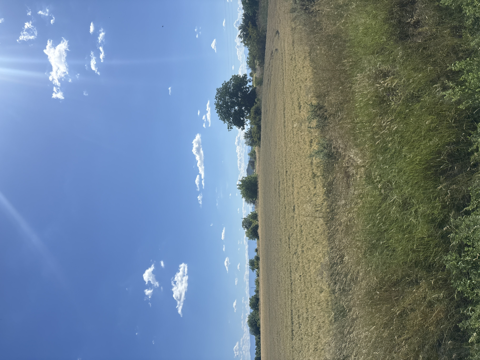 An outdoor, low-angle, full shot captures a sun-drenched wheat field and a bright blue sky with sparse clouds. The field appears golden brown, with tall dry grass in the foreground and a large, leafy green tree on the right side of the frame. In the distance, a line of trees creates a dark silhouette against the horizon. The sun's rays stream down from the upper right corner, casting a bright glare across the scene. The image appears to have been taken in Saedinenie, Bulgaria, based on the provided information. There are no people or animals visible in the frame.