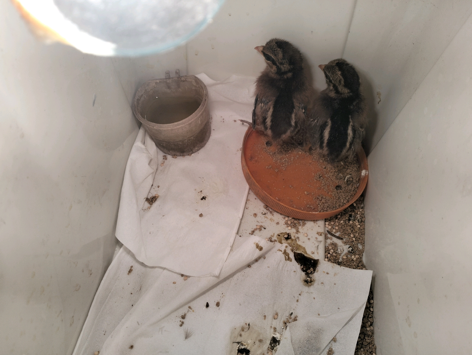 Two small, fluffy, brown and black striped chicks are perched side-by-side on a small, orange, circular dish filled with grit. The dish is situated on a white paper towel inside a white plastic bin. To the left of the chicks, a small, grey, metal bucket containing water is also placed on the paper towel. The bin appears to be indoors, possibly in a temporary enclosure, as suggested by the smooth, undecorated walls and the artificial lighting visible at the top of the image. The paper towel is soiled with droppings and scattered grit. The overall environment is utilitarian and appears to be a makeshift habitat for the young birds. There is no indication of location in Krondonan, Indonesia.