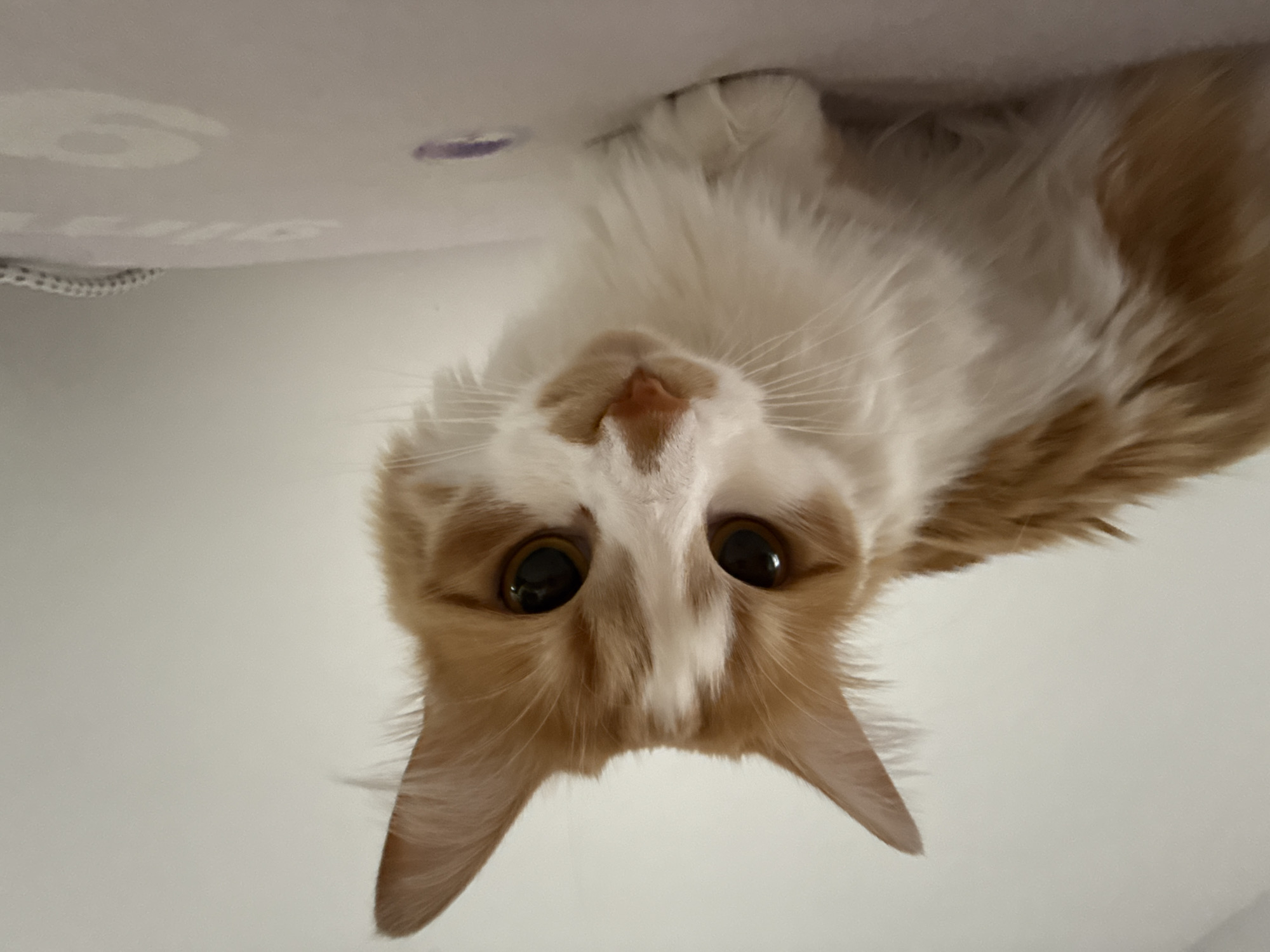 A close-up, eye-level shot captures an orange and white cat looking directly at the camera. The cat's fur is a mix of white and ginger, with distinctive ginger markings around its eyes and ears. Its eyes are a warm, brown color, and its whiskers are prominent and white. The cat is positioned on a light-colored surface, possibly an ironing board, which has subtle light purple markings. The background is a plain, light-colored wall. The lighting is soft, illuminating the cat's face and body. The overall impression is one of a domestic setting, with the cat appearing calm and observant.