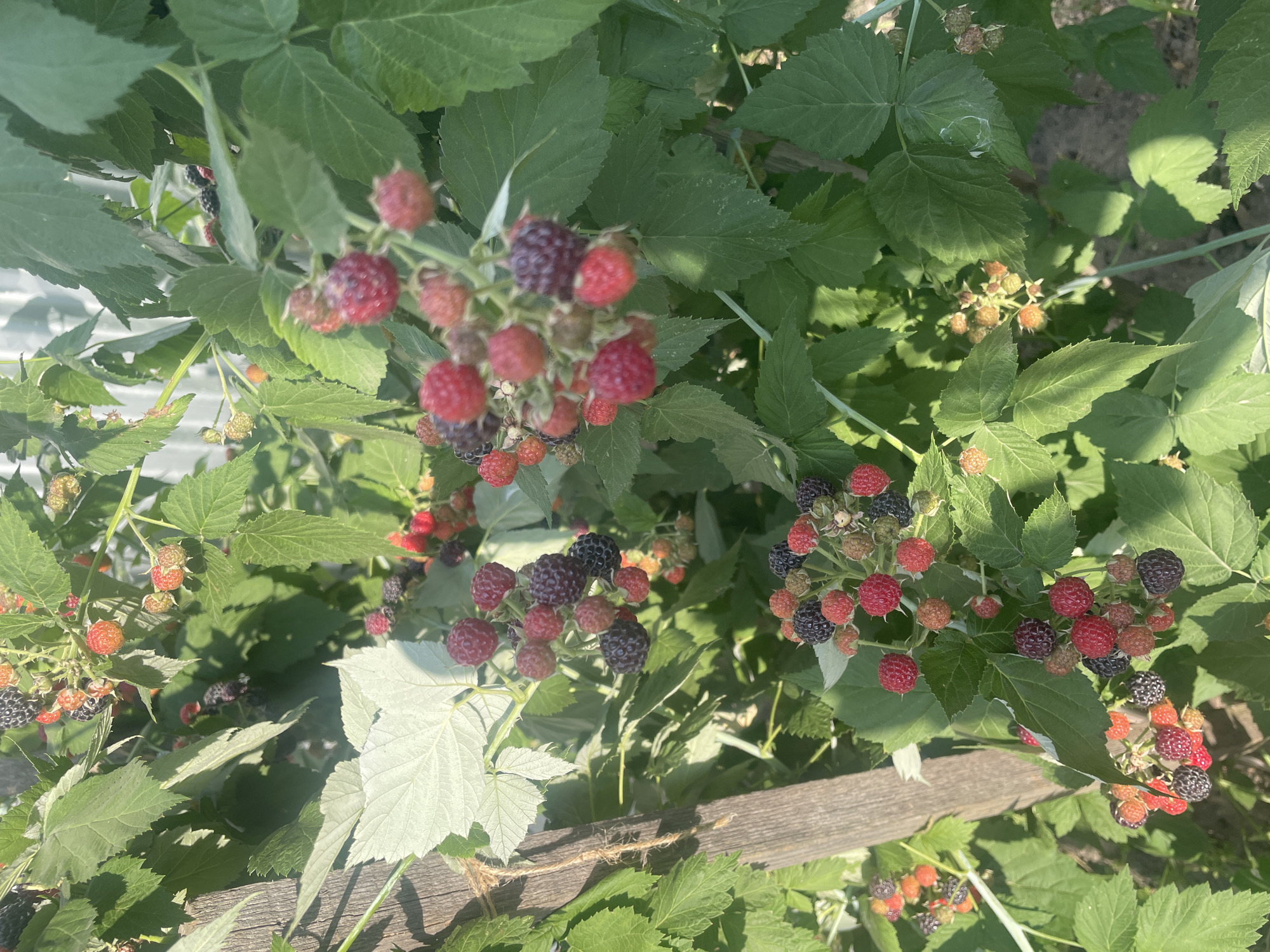 A close-up, outdoor, eye-level shot captures a cluster of raspberry bushes laden with ripe and ripening fruit. The raspberries vary in color from deep red to purple and black, with some still exhibiting an orange hue, indicating different stages of maturity. The leaves of the bushes are a vibrant green, with some tinged with lighter shades due to sunlight. A weathered wooden post, bound with rough twine, stands vertically on the left side of the frame, suggesting a garden or cultivated area. In the background, a portion of a corrugated metal fence is visible, along with the soft focus of the surrounding environment which includes soil and more greenery. The scene is illuminated by natural sunlight, casting dappled shadows across the foliage and fruit. The image appears to be taken in Kobeliaky, Ukraine, a location suggested by the context.
