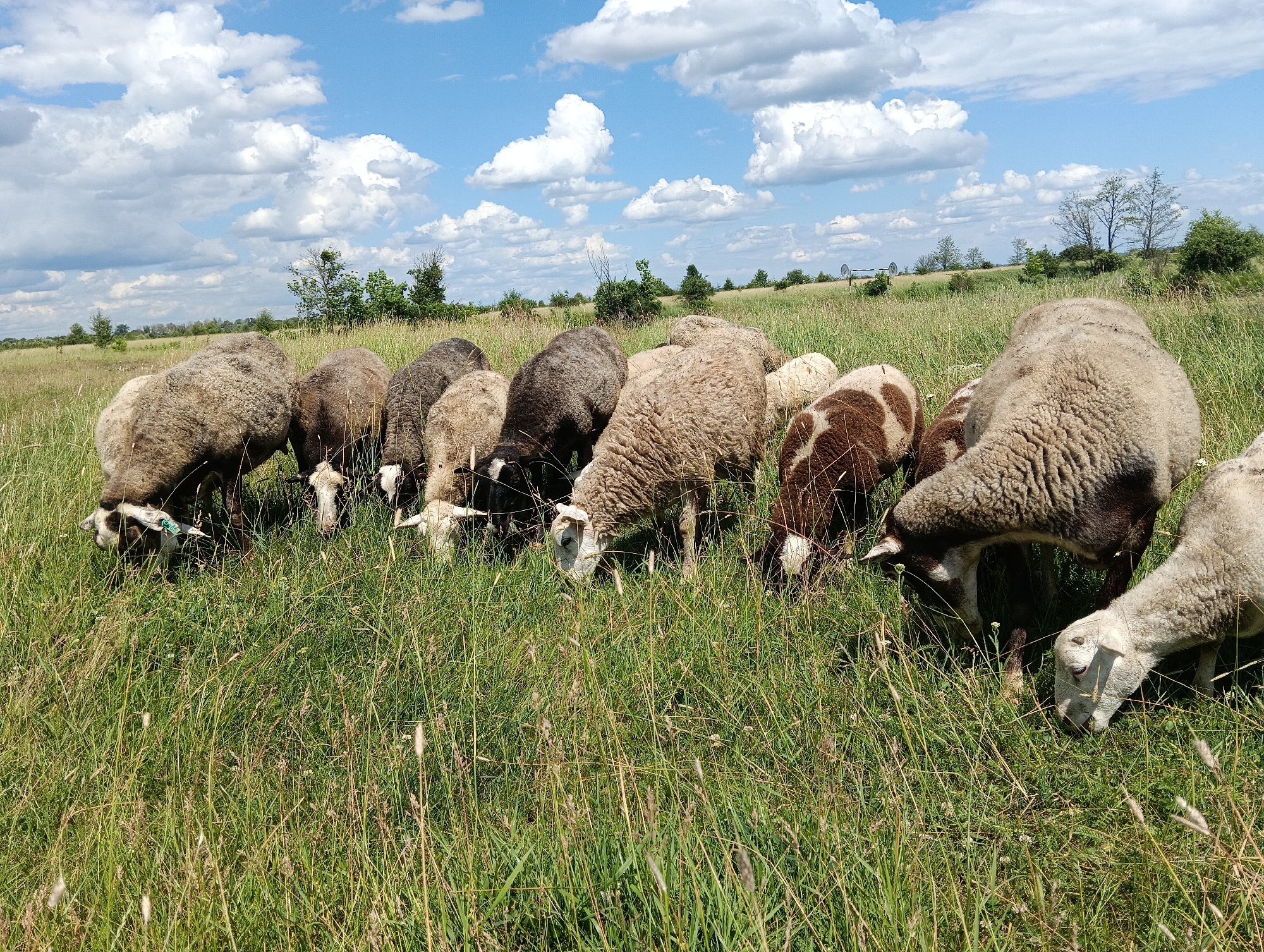 A flock of sheep grazes in a lush green field under a bright blue sky filled with puffy white clouds. The sheep are of various colors, including white, brown, and gray, with some having patches of brown on their white wool. They are clustered together, with their heads down, busily eating grass. The field is overgrown with tall grasses and some wildflowers. In the background, trees and shrubs dot the landscape, suggesting a rural or natural setting. The overall scene conveys a sense of peaceful grazing in an open, natural environment.