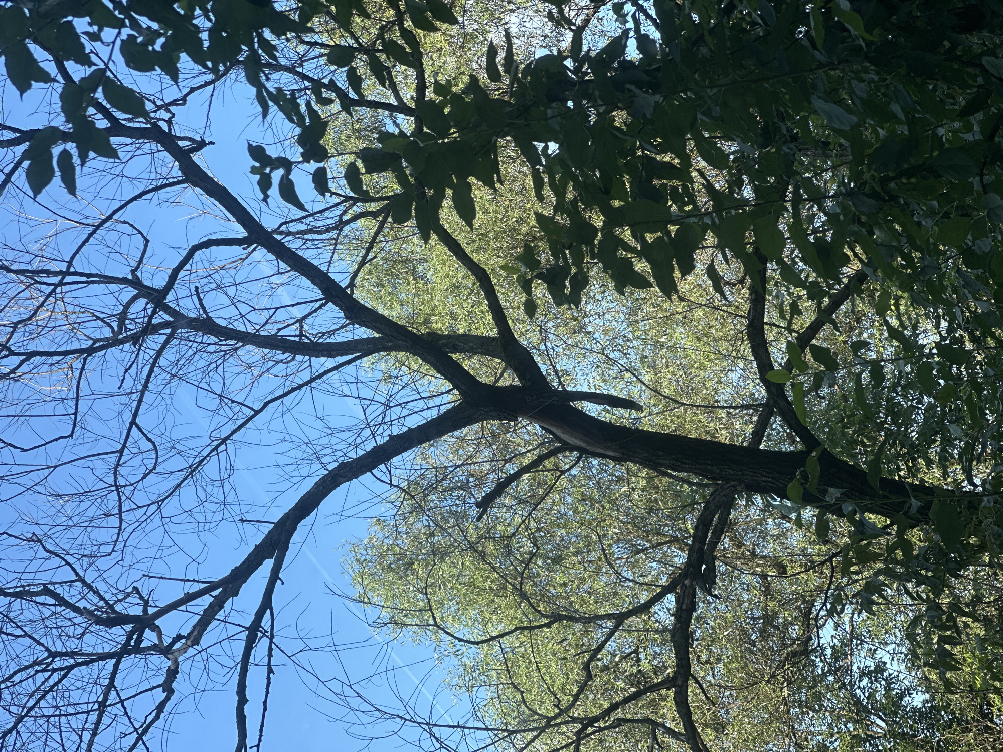 The image shows a view looking upwards through the branches of trees against a bright blue sky. In the foreground, a dark, mostly bare tree trunk and branches are prominent, with some dead twigs. To the right, dense green foliage of another tree partially obscures the view. In the background, a lighter green tree with many leaves is visible. Thin white contrails are visible in the sky. The scene depicts a natural outdoor environment, likely a park or wooded area within the city of Perm, Russia, given the context provided. There are no people or specific objects that indicate a particular urban setting beyond the presence of trees.