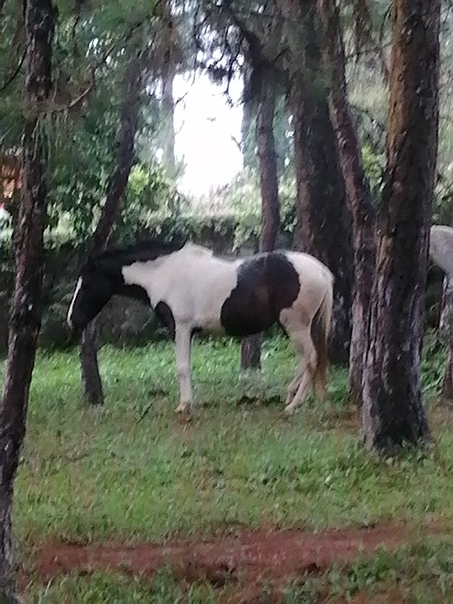 A piebald horse with a black head and back, and a white body and legs, stands in a grassy area with trees. The horse is positioned slightly to the left of the frame's center, facing left. The trees have rough, dark bark and are spaced throughout the scene. Green grass covers the ground, with some patches of reddish-brown earth visible. The background is blurred, suggesting a shallow depth of field or low light conditions. The overall impression is a pastoral or natural setting.