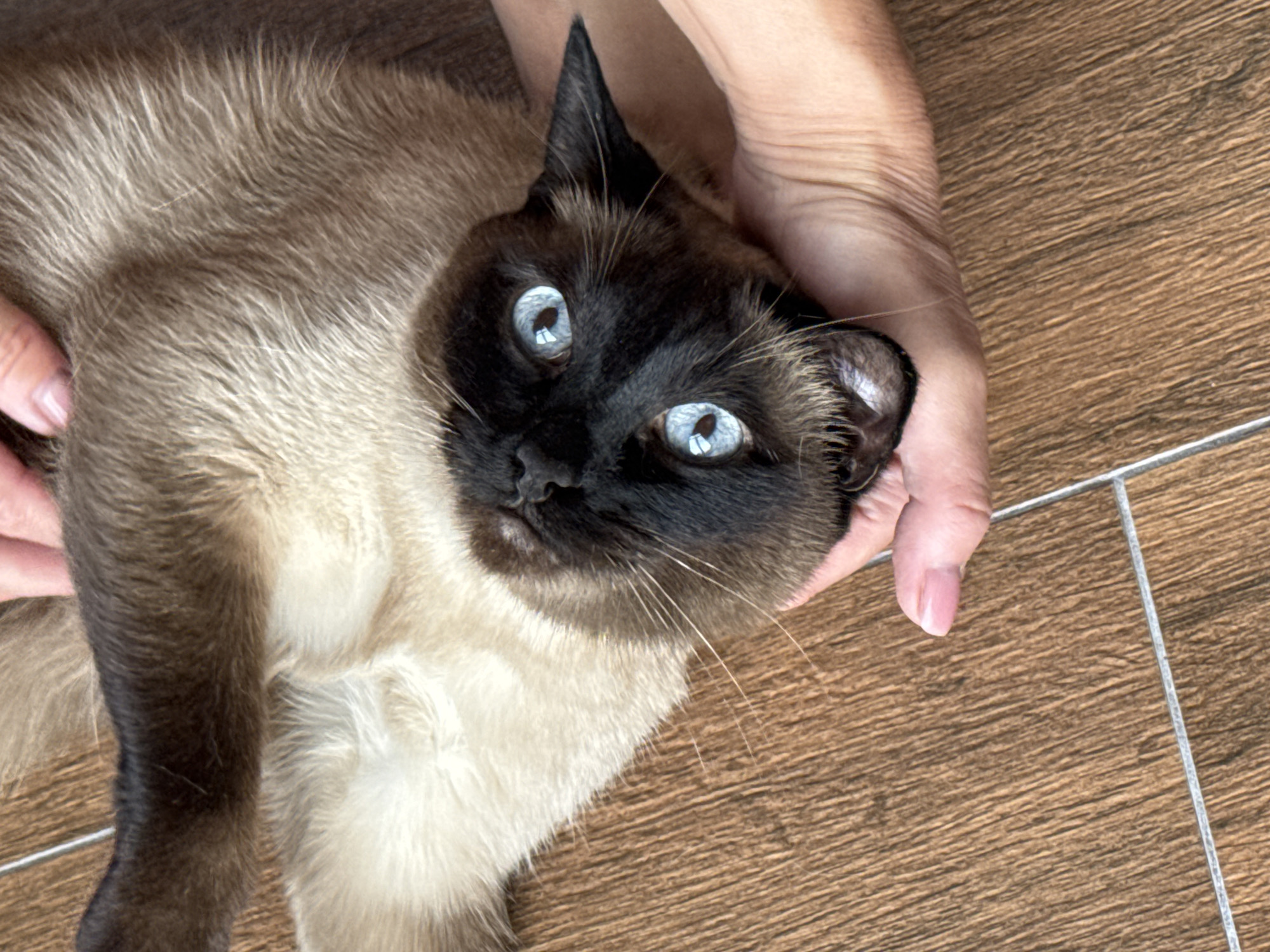 A Siamese cat is being held by a person on a brown, tiled floor. The cat is lying on its back and looking up at the camera with its blue eyes. The person's hands are on either side of the cat's head. The cat has dark brown fur on its face, ears, and paws, and light brown fur on its body. The floor is made of brown tiles with a wood-grain pattern. The location in the city of Steklyannyi, Russia, is not discernible from the image.