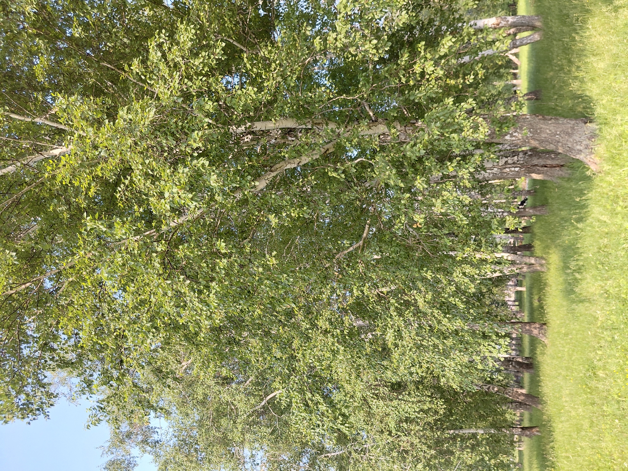 The image depicts a stand of birch trees in a grassy area under a clear blue sky. The trees, characterized by their white bark, are dense and leafy, with sunlight filtering through the foliage. The ground is covered in lush green grass, with some areas appearing slightly drier and lighter in color. The scene appears to be a park or natural area within the city of Novosyolovo, Russia. There are no people or animals visible in the image. The overall impression is one of a peaceful, natural landscape.