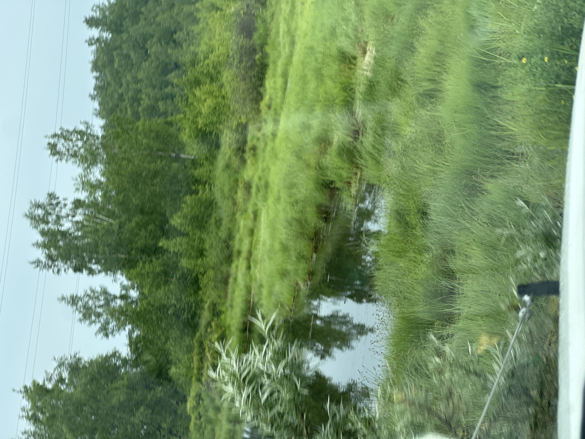 The image shows a natural landscape with a body of water surrounded by lush green grass and trees. The water is dark and reflects the surrounding foliage and the sky. The grass is tall and appears to be moving, possibly due to wind. In the background, a dense forest of trees stretches across the horizon, with some taller trees in the foreground. The sky is overcast. The scene is observed through what appears to be a window, with some blurred elements in the foreground, including what looks like a white car dashboard and some wires. The overall impression is of a rural or wild natural setting, possibly a park or undeveloped area. Given the location is Slyudyanka, Russia, this scene likely depicts the natural beauty found in the region, which is known for its lakes, forests, and mountainous terrain.