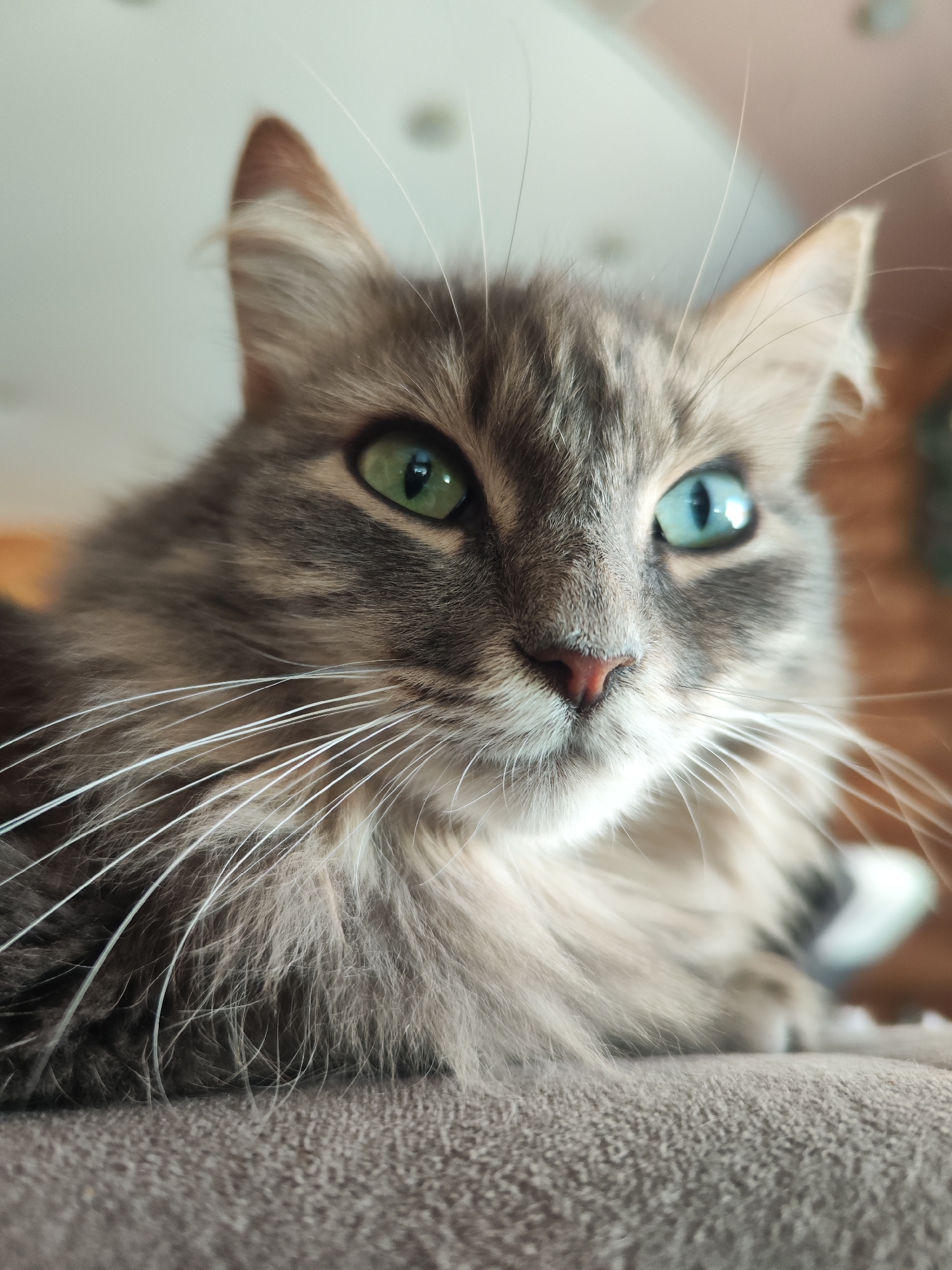 A close-up shot presents a gray, long-haired cat with heterochromia: its left eye is green, while its right eye is blue. The cat is resting on a gray, textured surface, possibly a cushion or couch. The location is not discernible from the image and therefore a location in the city of Chaikovsky, Russia, cannot be confirmed.
