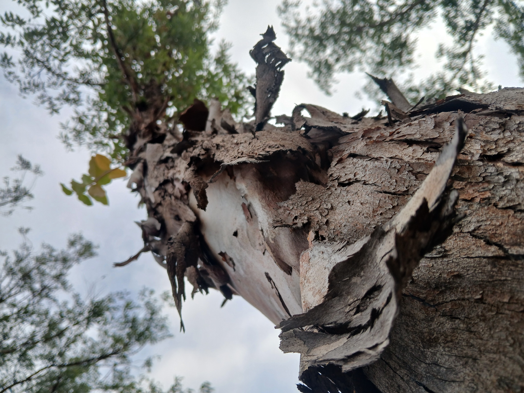 An upward-angle forensic photograph captured in Ciudad Guayana, Venezuela, depicts the trunk of a tree characterized by extensively peeling bark. The lower portion of the visible trunk exhibits deeply fissured, reddish-brown bark. Above this, significant portions of darker, weathered bark are detaching in large, curled, and fragmented strips, revealing a smoother, lighter, pinkish-white to light brown inner bark layer beneath. These peeling bark fragments project outwards from the trunk, varying in color from dark grey-brown to reddish-brown. The background, out of focus, shows a canopy of green leaves and branches against an overcast or light grey sky. A small cluster of lighter green-yellow leaves is visible near the upper-center of the frame. No individuals, animals, or explicit actions are present in the scene.