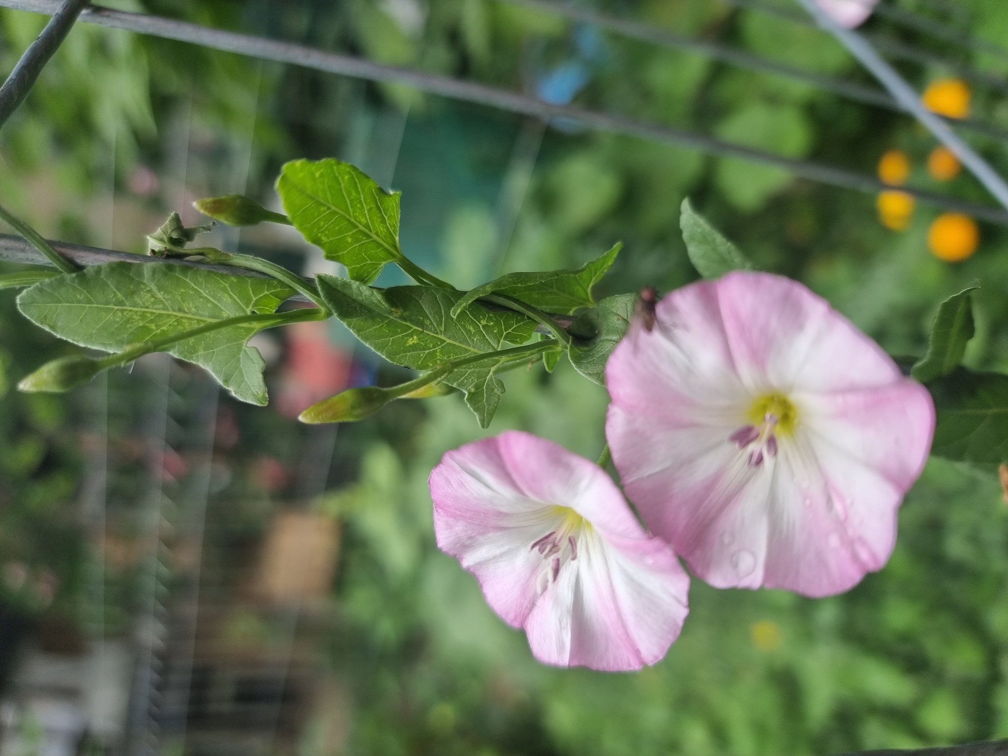 The image captures a close-up view of two pink and white bindweed flowers blooming on a vine that is supported by a metal fence. The vine has green leaves and a few unopened buds. The background is softly blurred, showing green foliage and hints of other flowers, suggesting a garden setting. The overall scene is serene and depicts the natural beauty of blooming flowers. The location is specified as Copanca, Moldova.