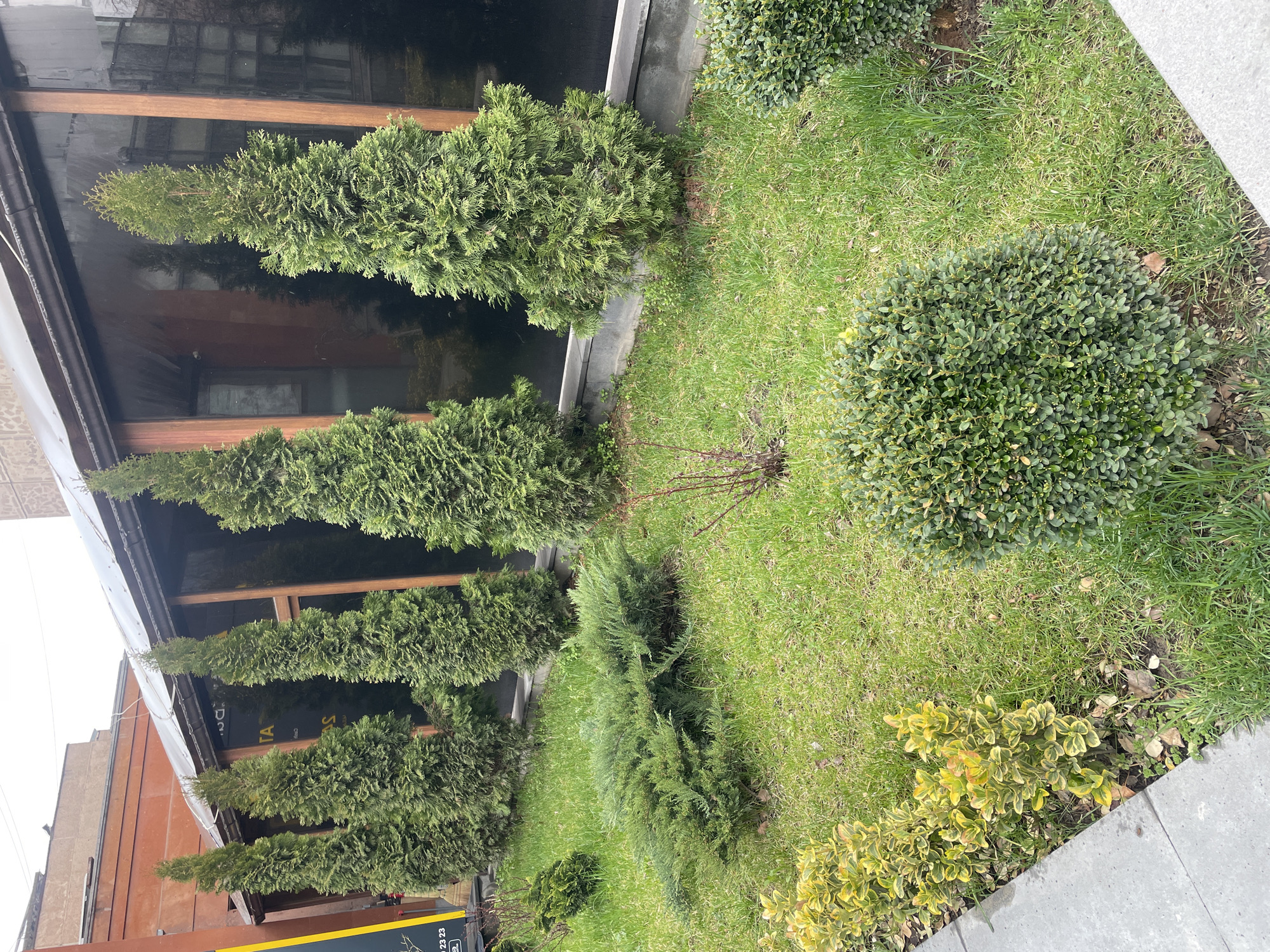 This image depicts a landscaped outdoor area in Yerevan, Armenia, adjacent to a building facade. In the foreground, a light gray concrete pathway or curb runs diagonally from the lower left towards the mid-left. To its right, a patchy lawn of green grass covers the ground, intermixed with scattered dry leaves. Several distinct plant species are present:
- A row of five tall, conical evergreen trees, likely Thuja species, stands in the middle ground parallel to the building, their dense green foliage reaching towards the top of the frame.
- In the foreground-middle, a sprawling, dark green juniper shrub occupies a central position on the grass.
- To the lower right, a compact, spherical evergreen shrub with small, dark green leaves is visible.
- Along the concrete pathway on the left, a row of smaller shrubs with variegated yellow and green leaves is planted.
- Two areas with thin, bare, reddish-brown branches are present in the grassy sections.
The background features the facade of a building. It consists of large, dark, reflective windows framed by dark brown wooden elements. A dark, slightly sloped overhang or awning extends above these windows, with a visible dark gutter system. A gray concrete planter or base structure separates the building's windows from the grassy area. Reflections in the windows include parts of the surrounding environment and possible interior elements. Above the awning, an upper section of the building is visible, constructed of a reddish-brown material. A black sign with partial white or yellow text, including "TA," "S," and the numbers "23 23," is partially visible on the far left edge of the frame. The sky is overcast and light gray, providing diffuse natural illumination to the scene. No individuals or animals are present.