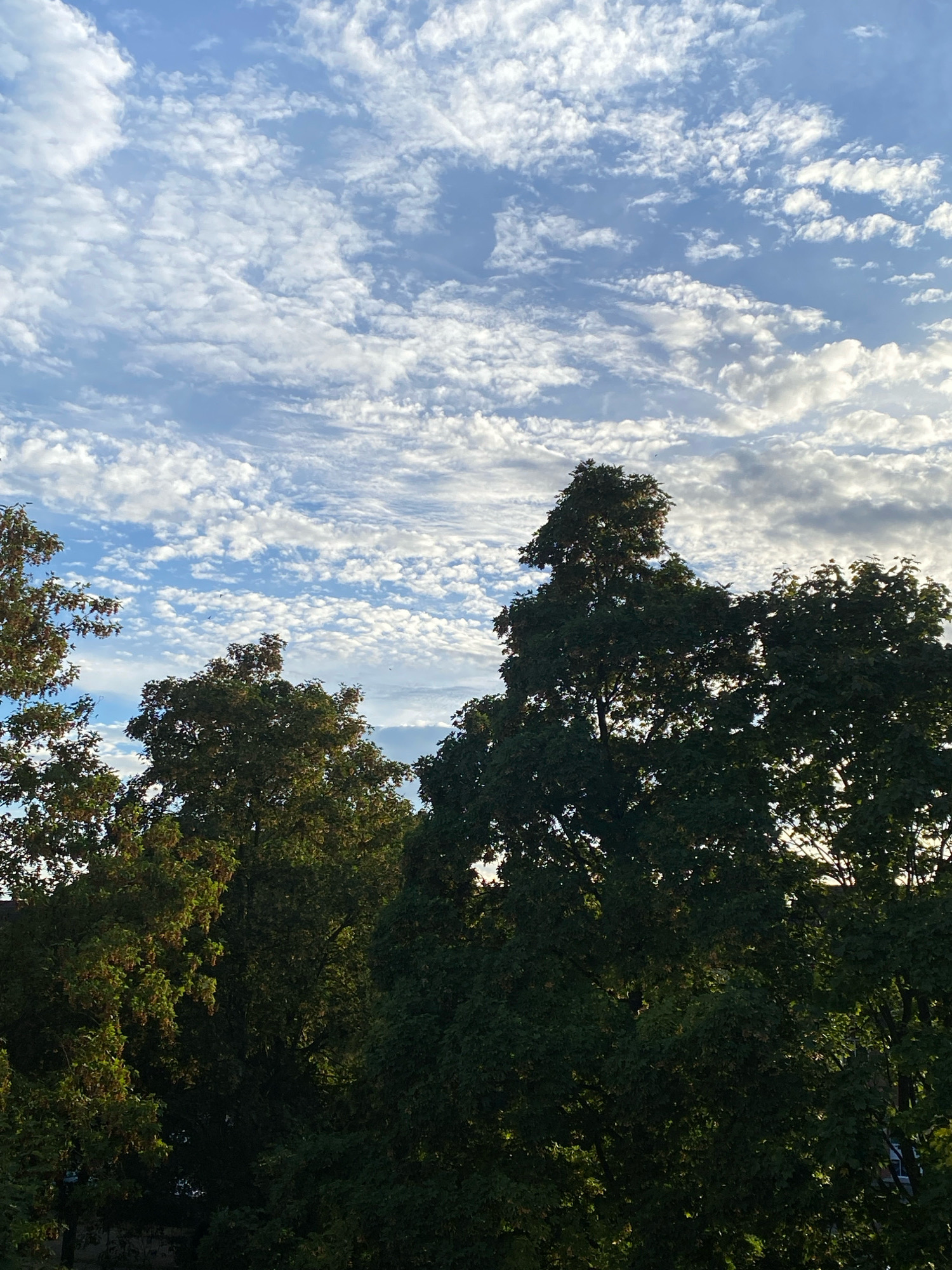 The image shows a view of trees against a sky filled with altocumulus clouds. The trees are lush and green, with some appearing to be deciduous. The sky is a vibrant blue with wispy white clouds scattered across it, suggesting a pleasant day. There are no people or specific landmarks visible that would allow for a precise location within Rinteln, Germany. The scene depicts a natural outdoor environment.
