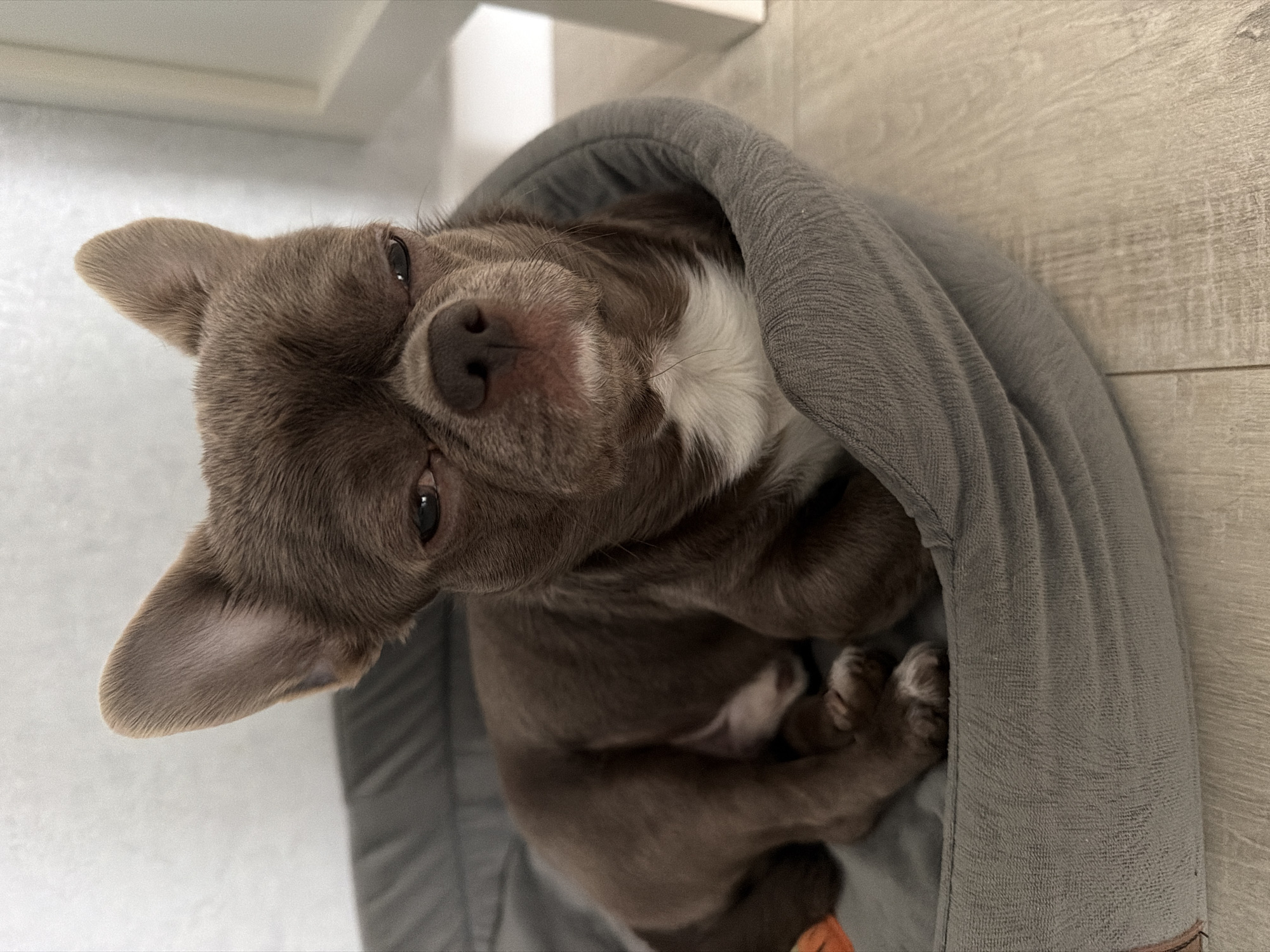 A small, brown Chihuahua dog with a white patch on its chest is curled up in a grey, cushioned dog bed. The dog is looking directly at the camera with its head tilted. The background shows a light-colored wooden floor and a white wall. The photo appears to be taken indoors. Votkinsk, Russia is not indicated in the image.