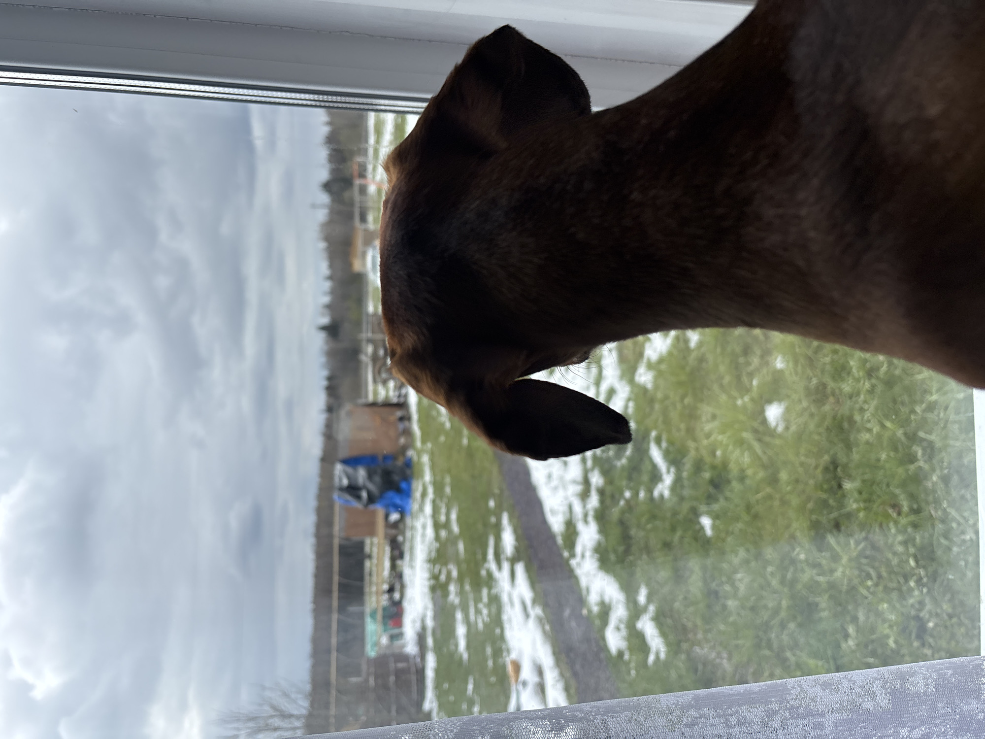 The image captures a brown or brindle dog, seen from behind and slightly above, intently looking out of a window. The dog's head and upper back are prominent in the foreground, silhouetted against the brighter outdoor scene. Its ears are visible and slightly perked, suggesting alertness.
The window has a clean white frame, and a sheer white curtain is partially visible along the bottom right edge of the pane. Through the window, an outdoor scene unfolds. The sky is heavily overcast and a light grey, indicating a cloudy day. The ground outside is a grassy field, partially covered with patches of snow, suggesting late winter or early spring weather conditions.
In the mid-ground of the exterior view, several objects and structures can be discerned, including a bright blue tarp covering something large, and what appears to be fencing or distant building outlines. A line of bare trees forms the horizon in the background. The setting appears to be rural or semi-rural, consistent with the provided location context of Раздолье, Russia. There is no visible text in the image. The scene evokes a sense of quiet observation.