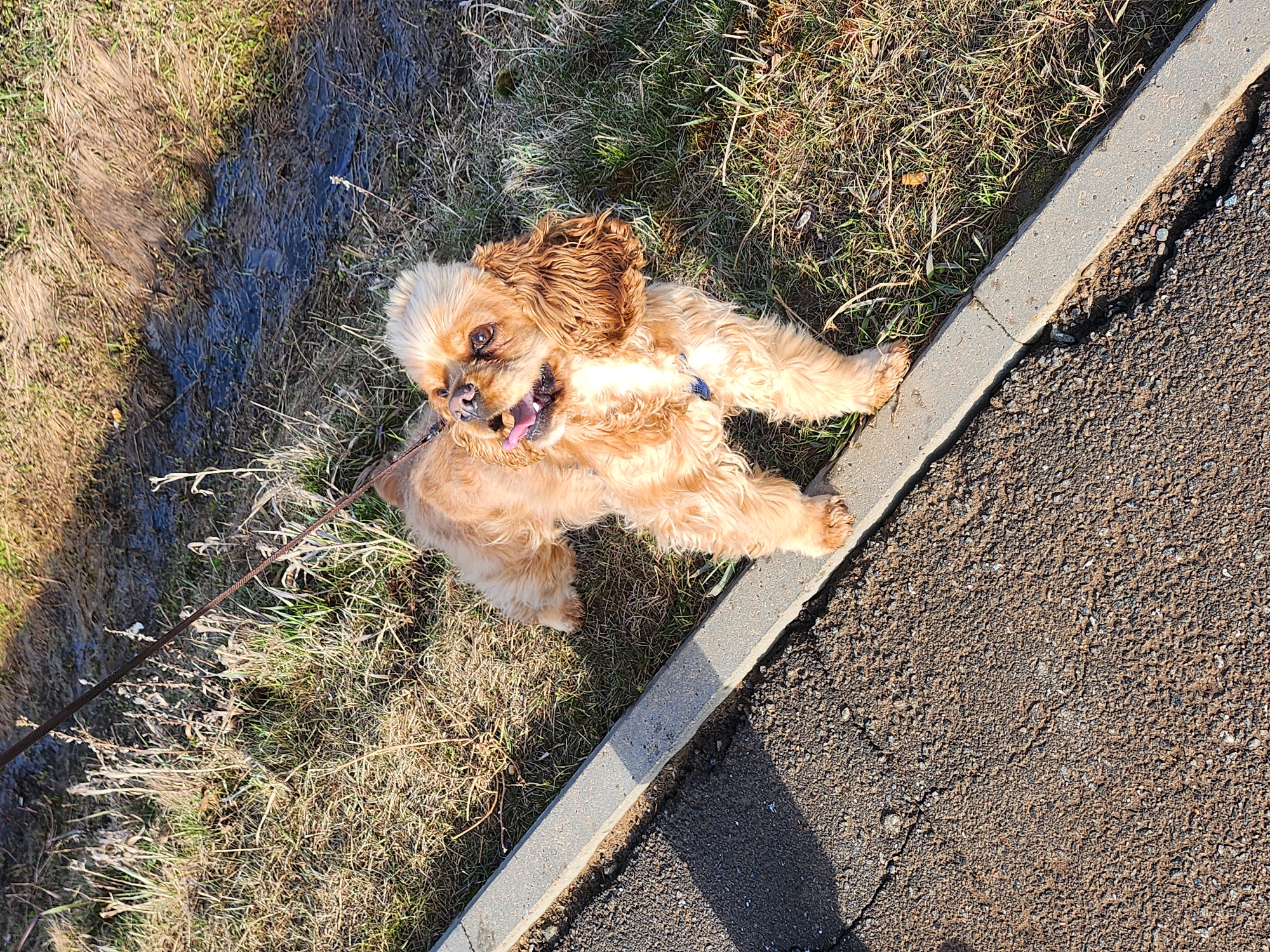 A light brown, fluffy dog, resembling a Cocker Spaniel, is captured in a playful moment outdoors. The dog is lying on its back with all four paws in the air, head slightly turned, and mouth wide open with its tongue sticking out, conveying a sense of joy and excitement. It wears a blue harness from which a dark leash extends.
The setting appears to be a sunny day, with strong shadows visible, indicating bright sunlight. The dog is on a patch of grass, which shows a mix of green and drier, brown blades. Adjacent to the grass is a concrete curb, bordering an asphalt road or path. To the left of the dog, a dark, wet-looking patch of mud or water is visible on the ground. No discernible text is present in the image. The environment suggests an urban or suburban outdoor area, such as a park or roadside. There are no specific visual cues within the image to identify the location as Krasnogorskoye, Russia.
