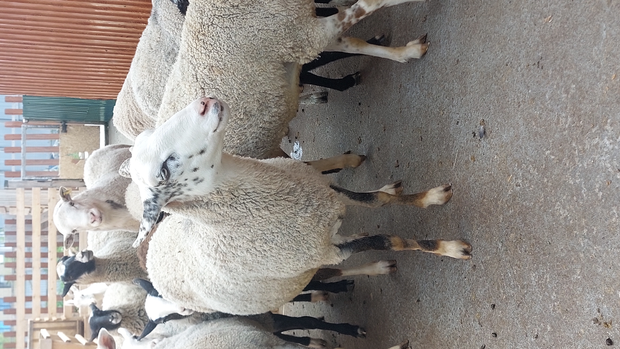 An overhead medium shot captures a herd of sheep gathered on a concrete ground. The sheep are predominantly white with patches of black on their faces and legs. One sheep in the foreground is facing the camera, with its head slightly turned to the right. This sheep has black spots on its white face and speckled ears. Its body is covered in thick, curly wool. Several other sheep are visible in the background, some partially obscured by the sheep in front. The environment appears to be an enclosure with wooden fences and a corrugated metal wall in the background. The ground is a textured concrete surface with scattered debris.