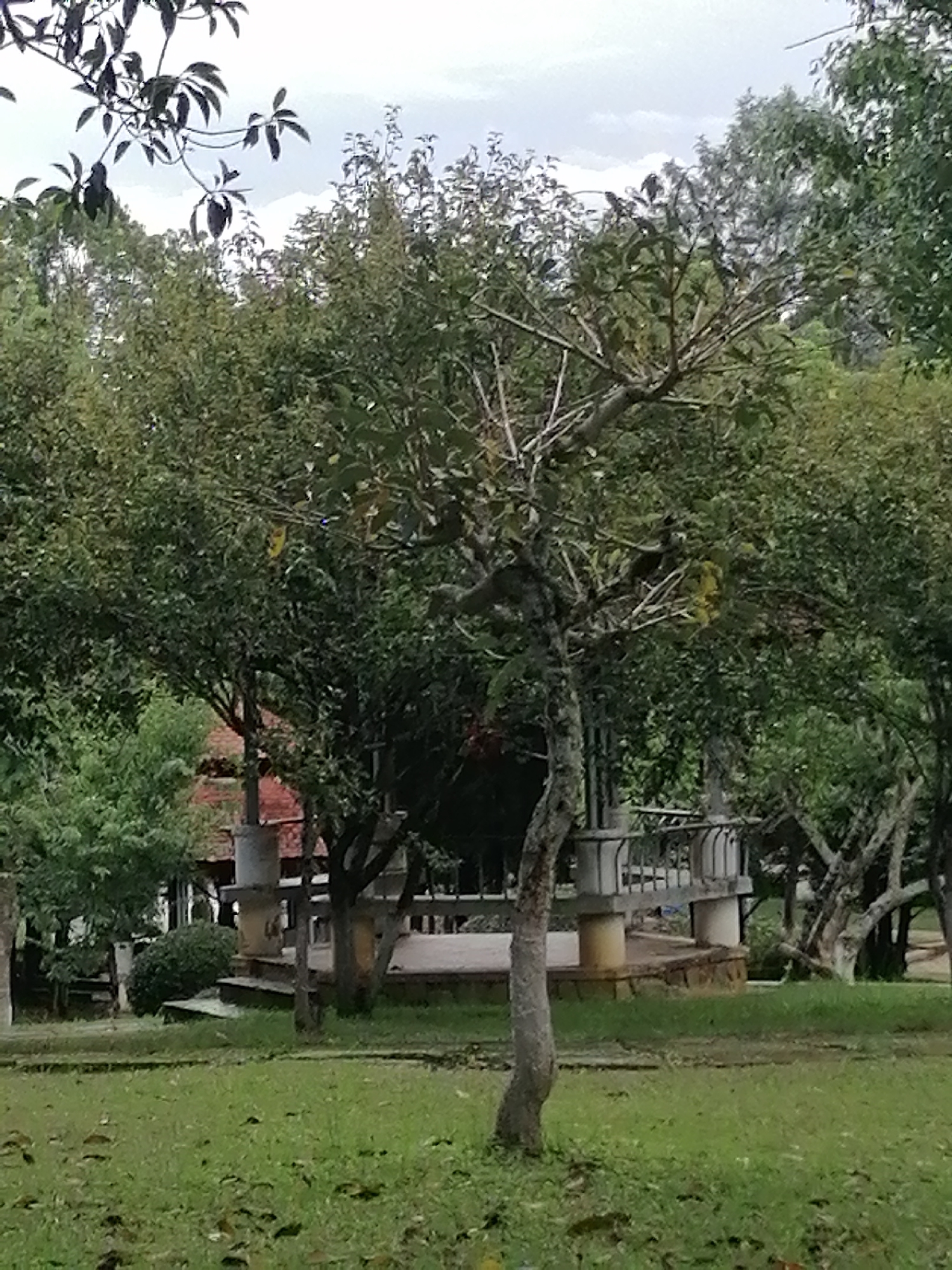 The image depicts a park-like setting with mature trees and lush green grass. In the background, there is a covered seating area or pavilion with decorative railings and pillars. The pavilion is situated on a raised platform. The overall atmosphere suggests a public garden or a landscaped area within a city. Based on the architectural style of the pavilion and the surrounding flora, this scene is likely located in the city of Da Lat, Vietnam, a city known for its French colonial architecture and beautiful gardens. No people are visible in the image.