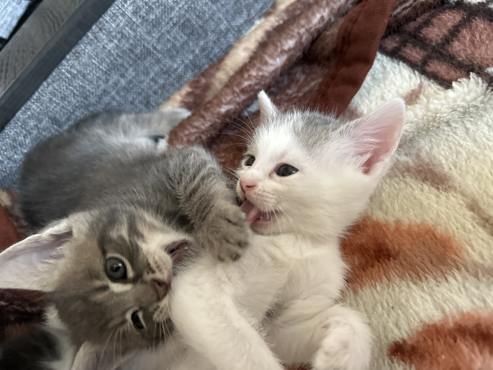 Two kittens are playfully wrestling on a patterned blanket. One kitten is gray tabby and the other is white with gray markings. The gray tabby kitten is on top and appears to be biting or playfully nipping at the white kitten's face, with its mouth open. The white kitten is underneath, also with its mouth open, and its tongue is visible. Both kittens have their eyes open and are looking at each other. The blanket has a pattern of brown, white, and orange. The background is out of focus and appears to be a gray textured surface, possibly a sofa or chair.