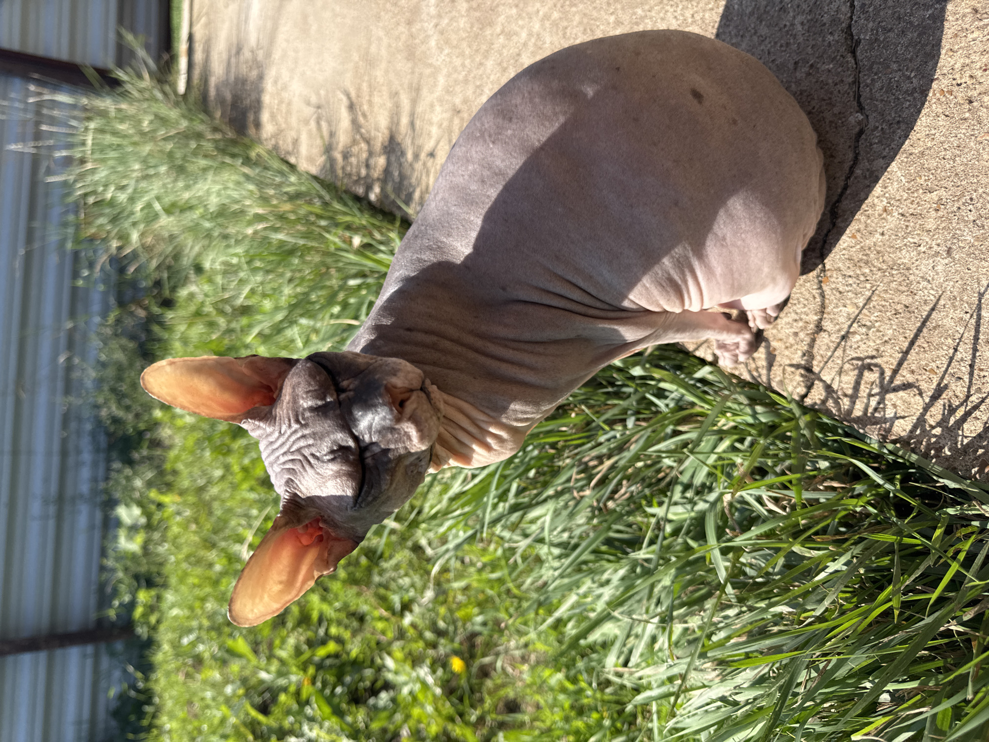 A hairless cat is sitting on a concrete path next to a patch of green grass. The cat is facing the right side of the frame with its eyes closed. The background consists of more grass and a fence. The sun is shining, casting shadows on the ground. This scene is not located in Nikolaevka, Russia.