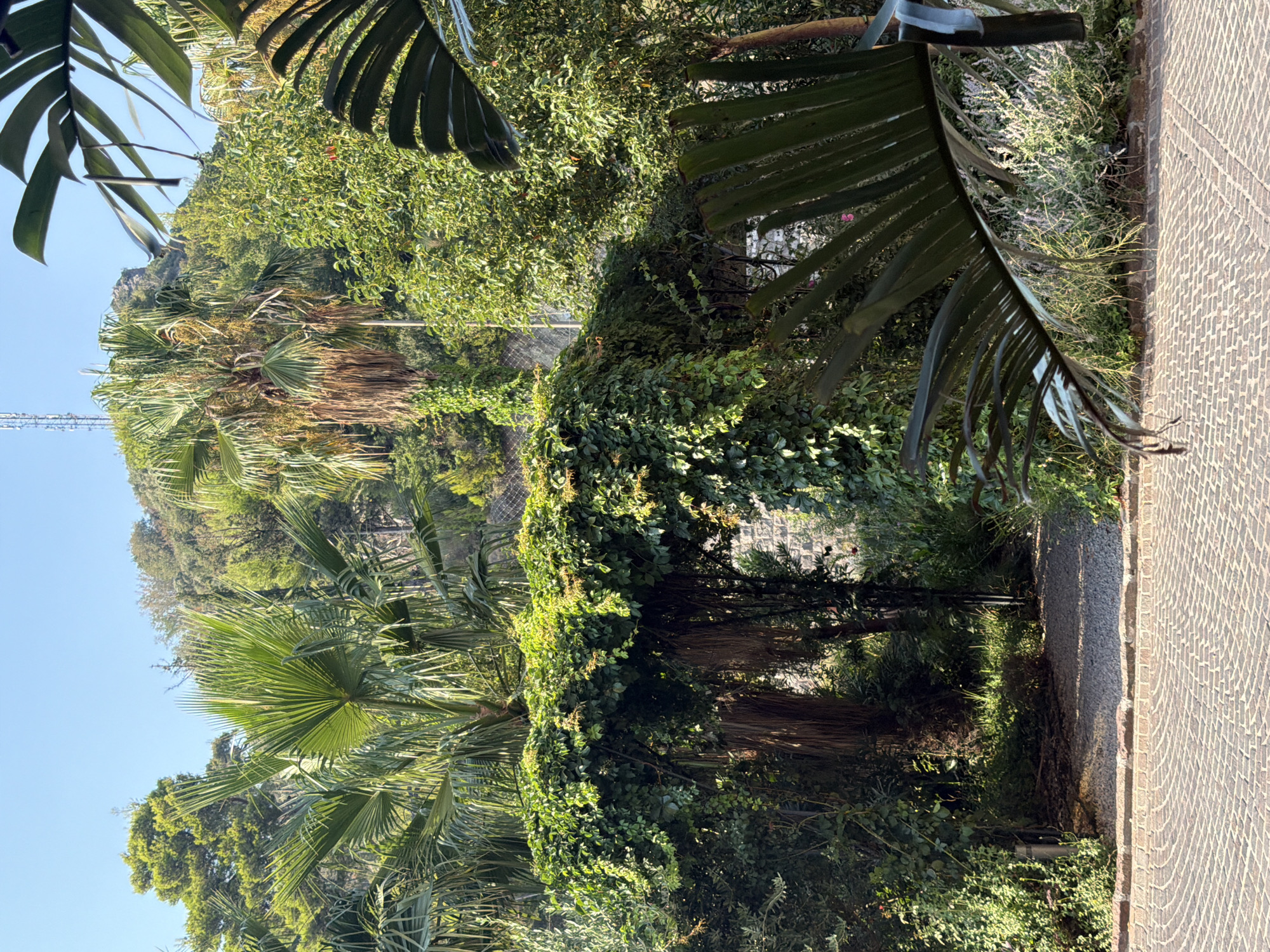 The image depicts a sun-drenched garden path in Budva, Montenegro. The path is paved with reddish-brown cobblestones, bordered by a low stone wall. Ahead, an archway is completely covered in dense green ivy, creating a natural tunnel effect. Beyond the archway, a gravel path leads further into the garden, revealing palm trees and lush vegetation. In the background, a steep, tree-covered hill rises under a clear blue sky. A telecommunications tower is visible at the top of the hill. Large, dark green palm leaves frame the foreground on the right, casting shadows on the cobblestones. The overall scene suggests a tranquil, Mediterranean garden setting. There are no people or animals visible in the image.