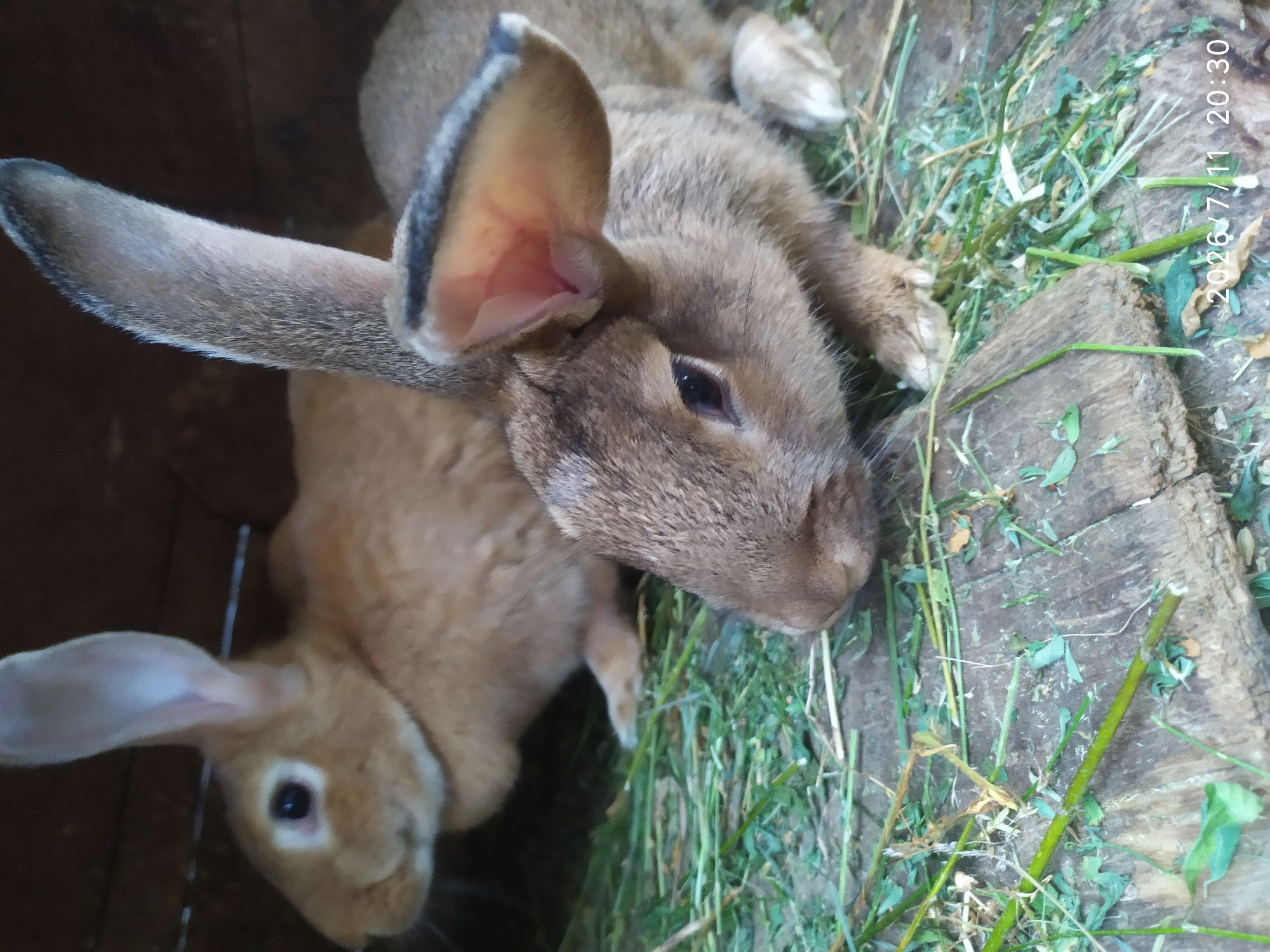 The image shows two domestic rabbits in an enclosure. The rabbit in the foreground is a greyish-brown color with large ears and is facing towards the right of the frame, its head down as if eating from the pile of hay and grass. The rabbit in the background is a lighter, reddish-brown color and is partially obscured by the foreground rabbit. It is facing towards the left of the frame. The enclosure appears to be made of wood, and the ground is covered in hay, grass, and some wooden planks. The lighting suggests it is daytime. The timestamp in the lower right corner indicates the date as July 11, 2026, at 20:30. There is no indication of the city of Skala-Podilska, Ukraine, in the image.