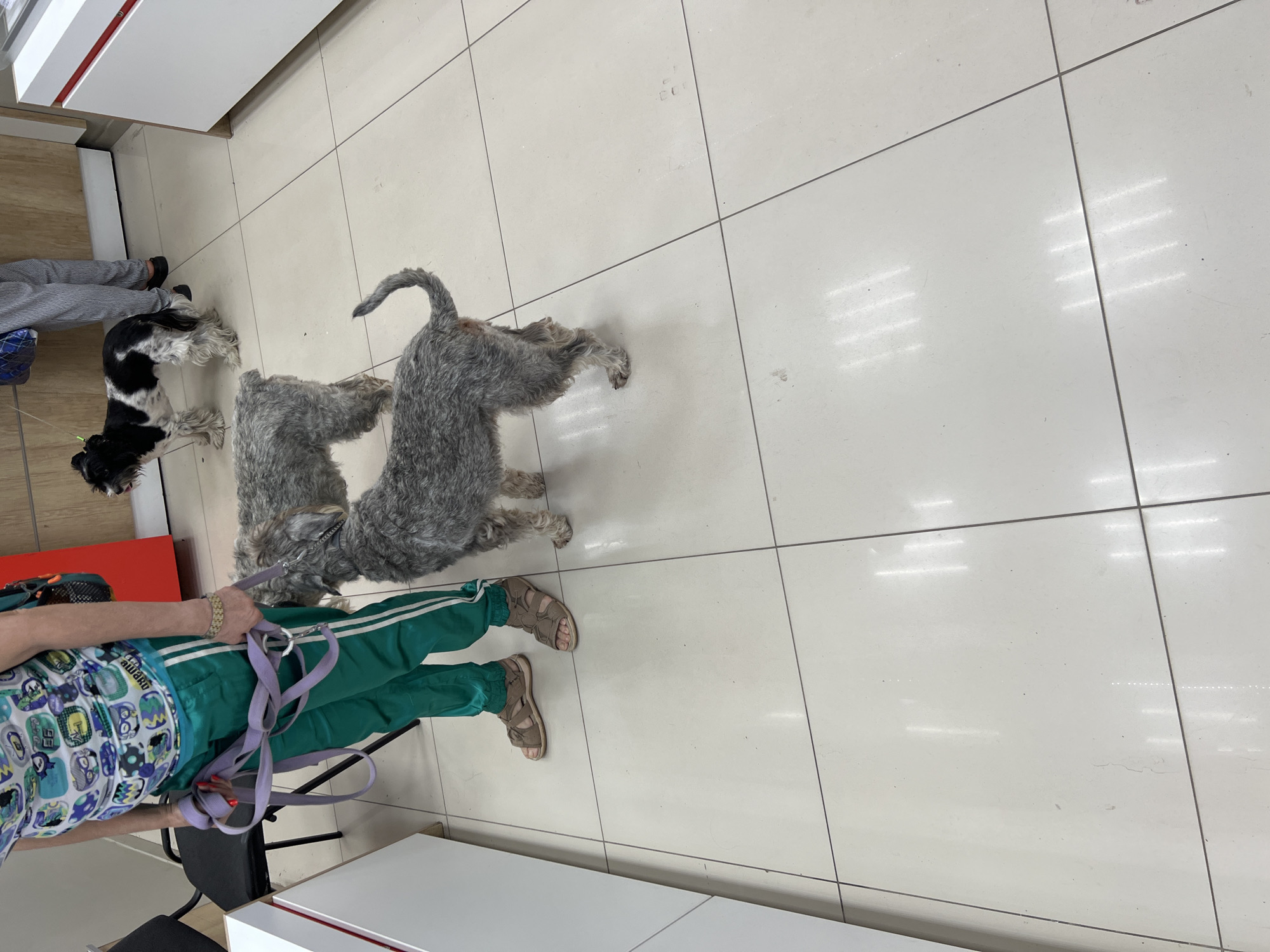 This is an indoor photograph of a veterinary clinic waiting area in Krasnodar, Russia. In the foreground, a person wearing green sweatpants and a graphic t-shirt is standing with two dogs on leashes. The person is holding a tangled purple leash in their left hand. To the left of the person, a black chair is visible. A gray schnauzer-type dog stands in front of the person, facing away from the camera. Another dog, a black and white terrier-type, is in the mid-ground, facing left. The floor is tiled with light-colored ceramic tiles. In the background, a red cabinet and part of a white counter with a red stripe are visible. The overall environment appears clean and well-lit.