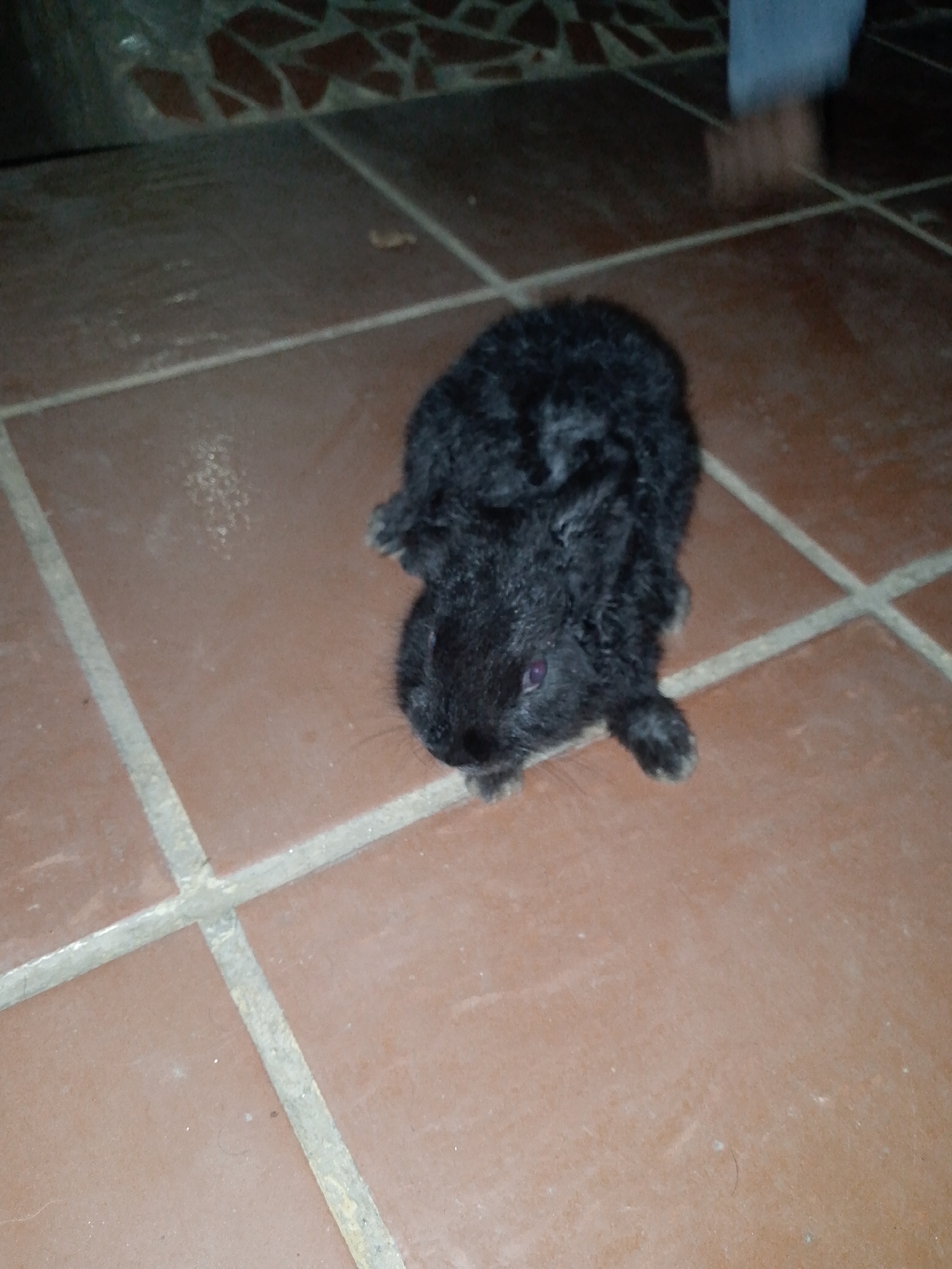 A black rabbit sits on a terracotta tiled floor. A person's foot is visible in the upper right corner of the frame. The location is unknown.