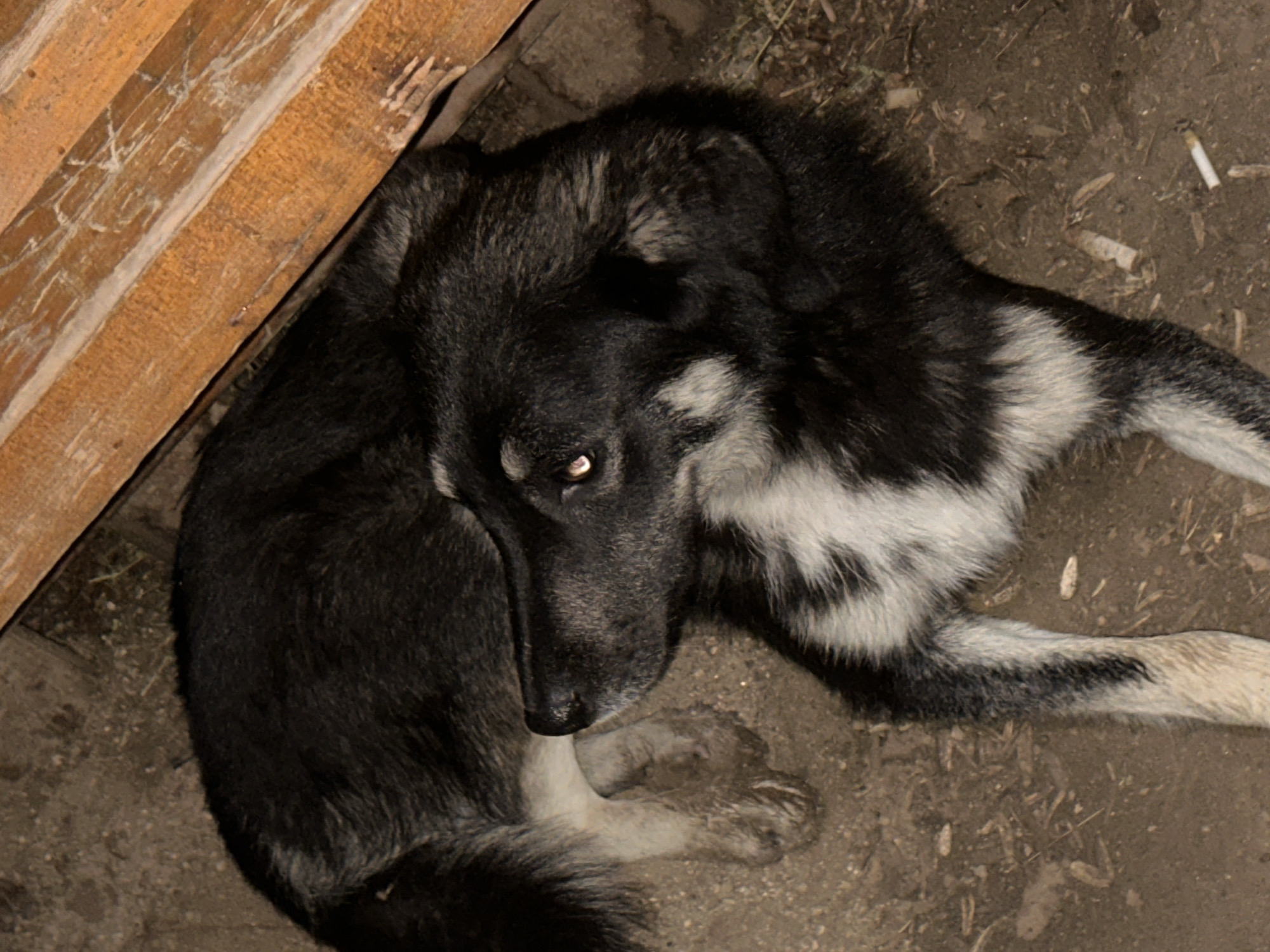 The image features a medium-to-large sized dog, predominantly black with noticeable white fur patches on its chest, belly, and legs, curled up on dusty ground. Its head is turned towards the viewer, with one eye clearly visible, reflecting a point of light, suggesting artificial illumination in a dim environment, possibly evening or night. The dog's fur around its muzzle and ears shows some grey or lighter tones.
To the left of the dog, a rustic wooden structure composed of several planks is present, possibly a fence or part of a building. These planks are weathered and bear visible scratches. The ground beneath and around the dog is dry earth or dirt, scattered with small debris. Notably, several discarded cigarette butts are visible on the ground, especially towards the right side of the frame.
The dog appears to be resting or observing its surroundings. Its expression seems neutral, possibly a bit wary due to the direct gaze into the camera. No people are visible in the scene. The overall setting suggests an outdoor, possibly urban or semi-urban, environment in a location like Blagoevgrad, Bulgaria, characterized by unpaved ground and simple wooden structures. There is no visible text in the image.