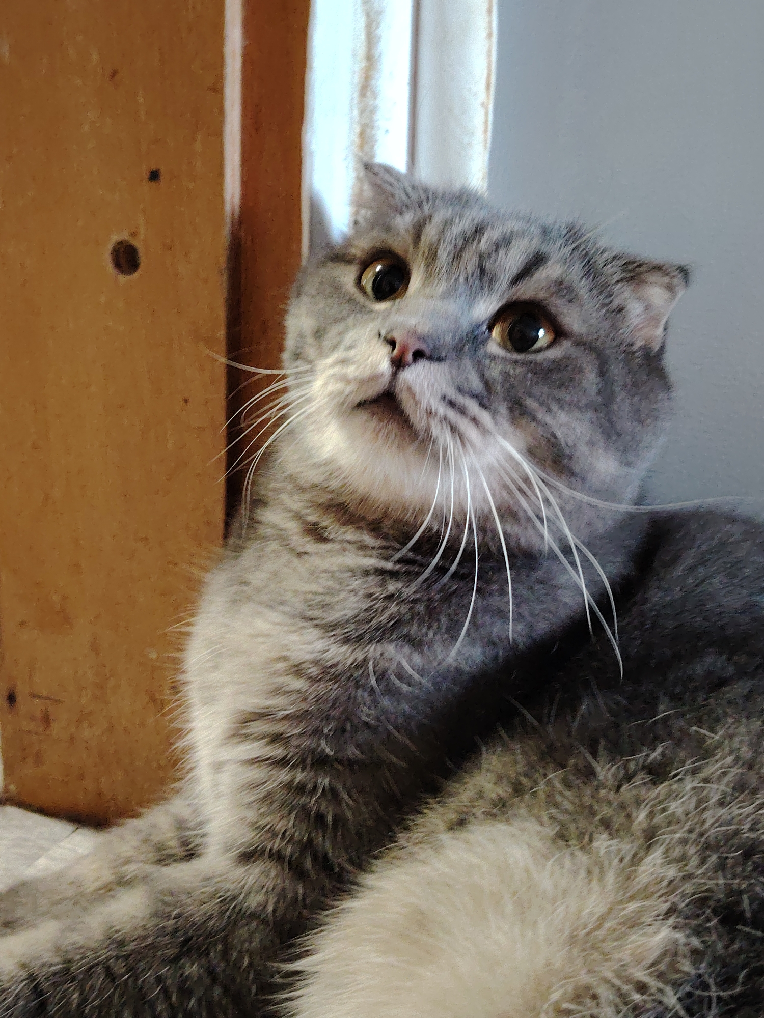 A gray and white Scottish Fold cat is the primary subject of the image. It is facing slightly to the left, with its head tilted upwards. The cat has large, round, amber eyes and prominent white whiskers. Its fur appears thick and fluffy.
The background consists of a wooden frame or wall on the left, painted in a light brown color. To the right of the cat, there is a gray wall or surface. The location is purportedly in Марковский, Russia, though this cannot be verified from the image itself.