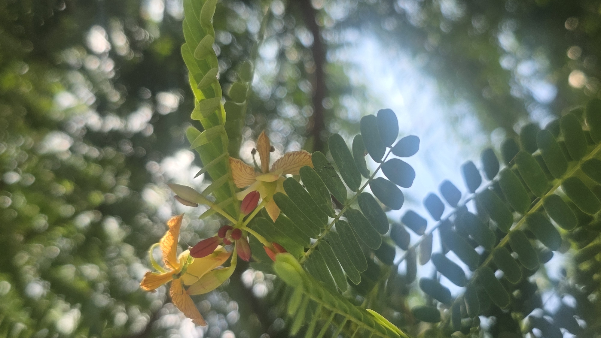 The image shows tamarind flowers and leaves in a blurry, sunlit setting, taken in Lhokseumawe, Indonesia. The flowers are yellow with reddish buds. The leaves are small and green. The background is out of focus, revealing tree branches and the sky, suggesting the picture was taken from below, looking up into a tree canopy.
