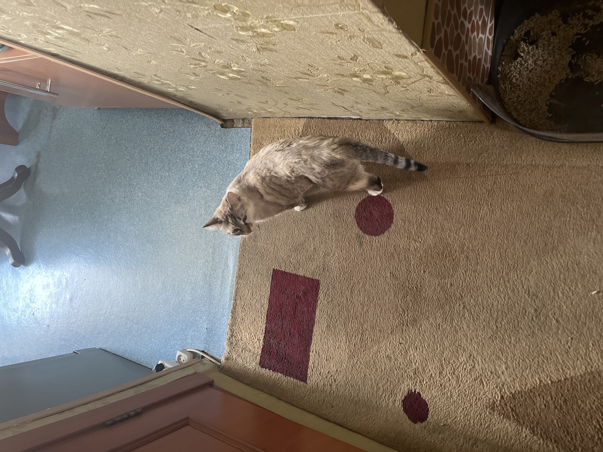 A tabby cat with white paws and a striped tail stands on a tan carpeted area next to a blue linoleum floor. The cat is looking to its left. A dark red rectangular patch is visible on the carpet to the left of the cat, and a dark red circular patch is visible to the right. The carpet is positioned near a doorway with a brown door and a grey frame. A patterned wallpaper is visible on the right side of the image. The scene appears to be an indoor residential setting in Ekibastuz, Kazakhstan, possibly a hallway or entryway.