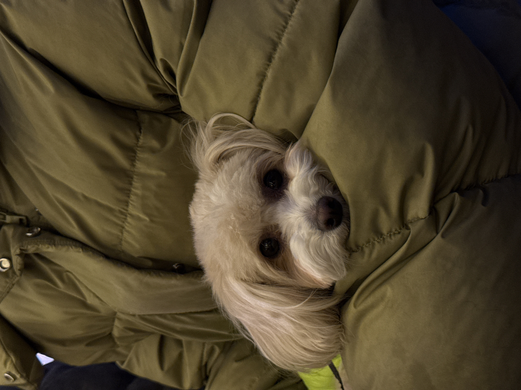 A small, white dog with long fur is nestled in a green, padded jacket. The jacket appears to be puffy and soft, and the dog's head is the only part of its body visible. The dog has dark eyes and a dark nose, and its fur is slightly disheveled. The background is dark and out of focus, but it appears to be indoors. There is no indication in the image that the location is Sapronovo, Russia.