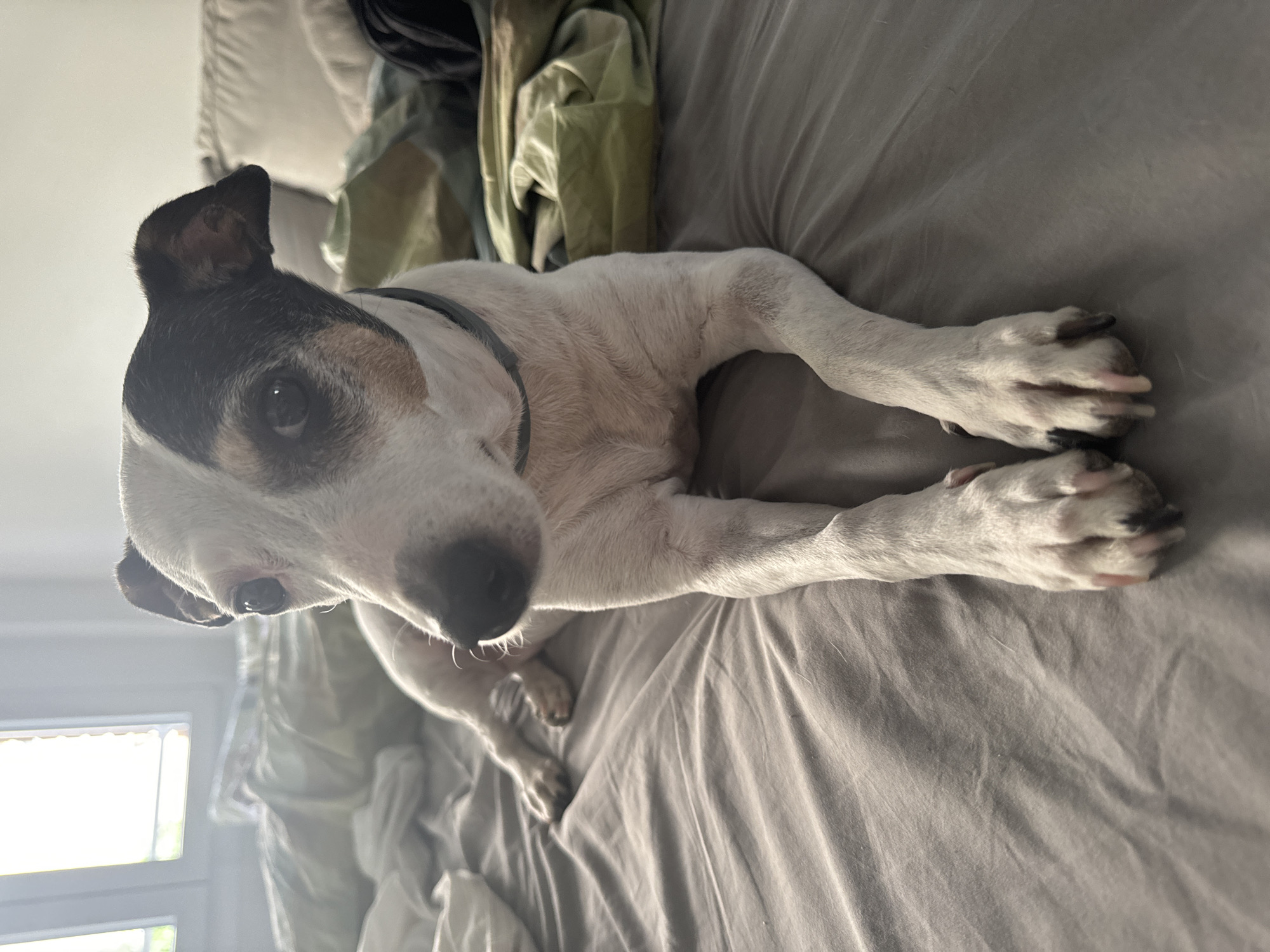 A medium shot captures a white and black dog lying on a bed with gray sheets. The dog is positioned centrally, facing left with its head tilted slightly. It has brown markings around its eyes and on its ears. The bed is covered in rumpled gray sheets, and to the right, a pile of green and olive-colored fabric is visible, possibly blankets or pillows. In the background, to the left, a window with blinds is partially visible, letting in bright light. The overall environment appears to be a bedroom.