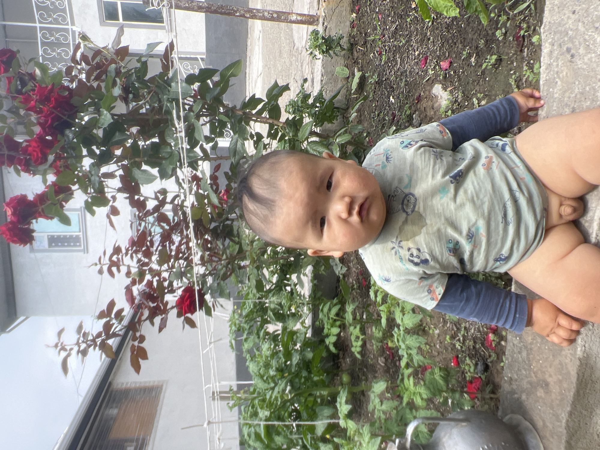 A young child is sitting on a low concrete ledge in a garden in the city of Kara-Dıykan, Kyrgyzstan. The child is wearing a light green long-sleeved shirt with a dark blue undershirt, and appears to be wearing no pants. The child is facing forward and looking at the camera with a neutral expression. Behind the child, there is a rose bush with red flowers, and rows of green plants, likely tomato plants, are visible. In the background, there are buildings with white facades and windows. The ground is covered in soil and some fallen red rose petals. To the left of the child, a portion of a grey metal pitcher is visible. The scene appears to be set outdoors on a cloudy day.