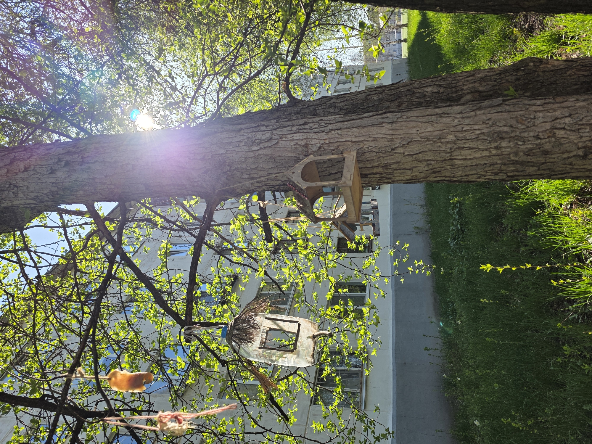 The image depicts a tree with a homemade bird feeder attached to it. The feeder appears to be constructed from a recycled plastic bottle and other materials. Additionally, there are two other objects hanging from the tree branches, potentially intended as bird feeders as well. The tree is located in an urban area, with a building visible in the background, identified as Chaikovsky, Russia. The setting suggests the photo was taken during the spring, with newly sprouted leaves on the branches. The presence of green grass nearby further supports this seasonal observation. The weather appears to be sunny.