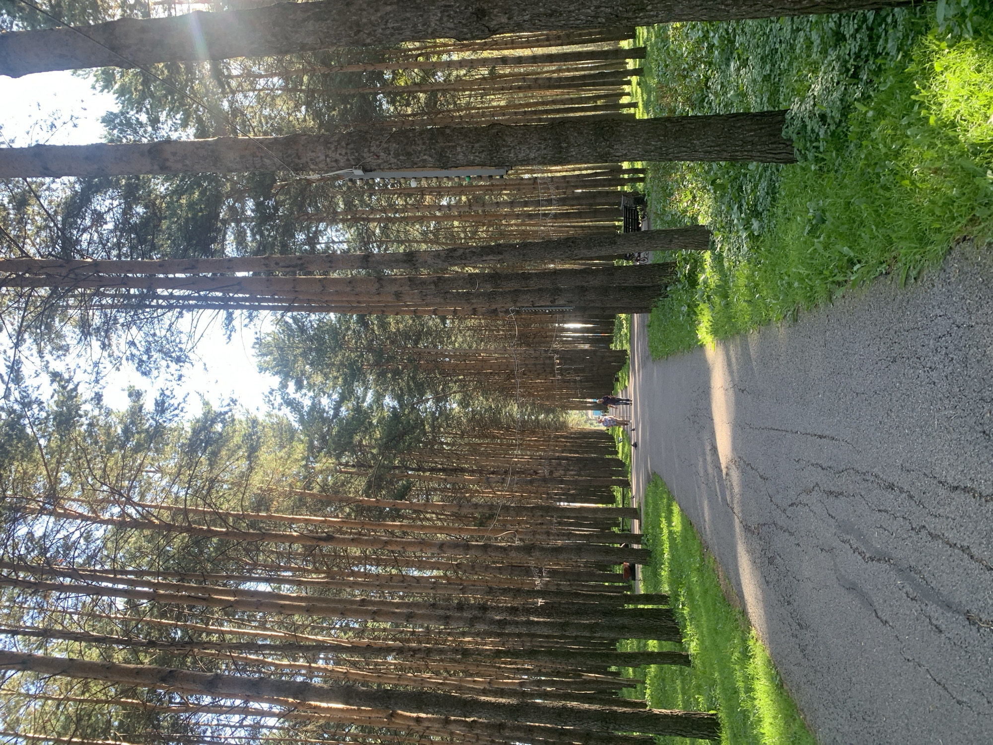 The image depicts a sun-dappled pathway winding through a dense forest of tall, slender pine trees, likely located in the city of Prokopyevsk, Russia. The pathway, paved with asphalt, shows some signs of wear and tear, with visible cracks and uneven surfaces. Lush green grass lines the sides of the path, with some patches of clover and other low-lying vegetation.
In the distance, two individuals are walking along the path. One person appears to be using walking sticks, suggesting a leisurely stroll or perhaps a form of exercise. The sunlight streams through the canopy of the pine trees, creating a dramatic play of light and shadow on the path and surrounding foliage.
The overall atmosphere is serene and natural, characteristic of a park or forest area. There are no other prominent objects or structures visible in the scene, save for a dark-colored park bench located to the right of the path in the mid-ground. A few birds are also scattered along the path and grass. The sky above is a bright blue with hints of white clouds.