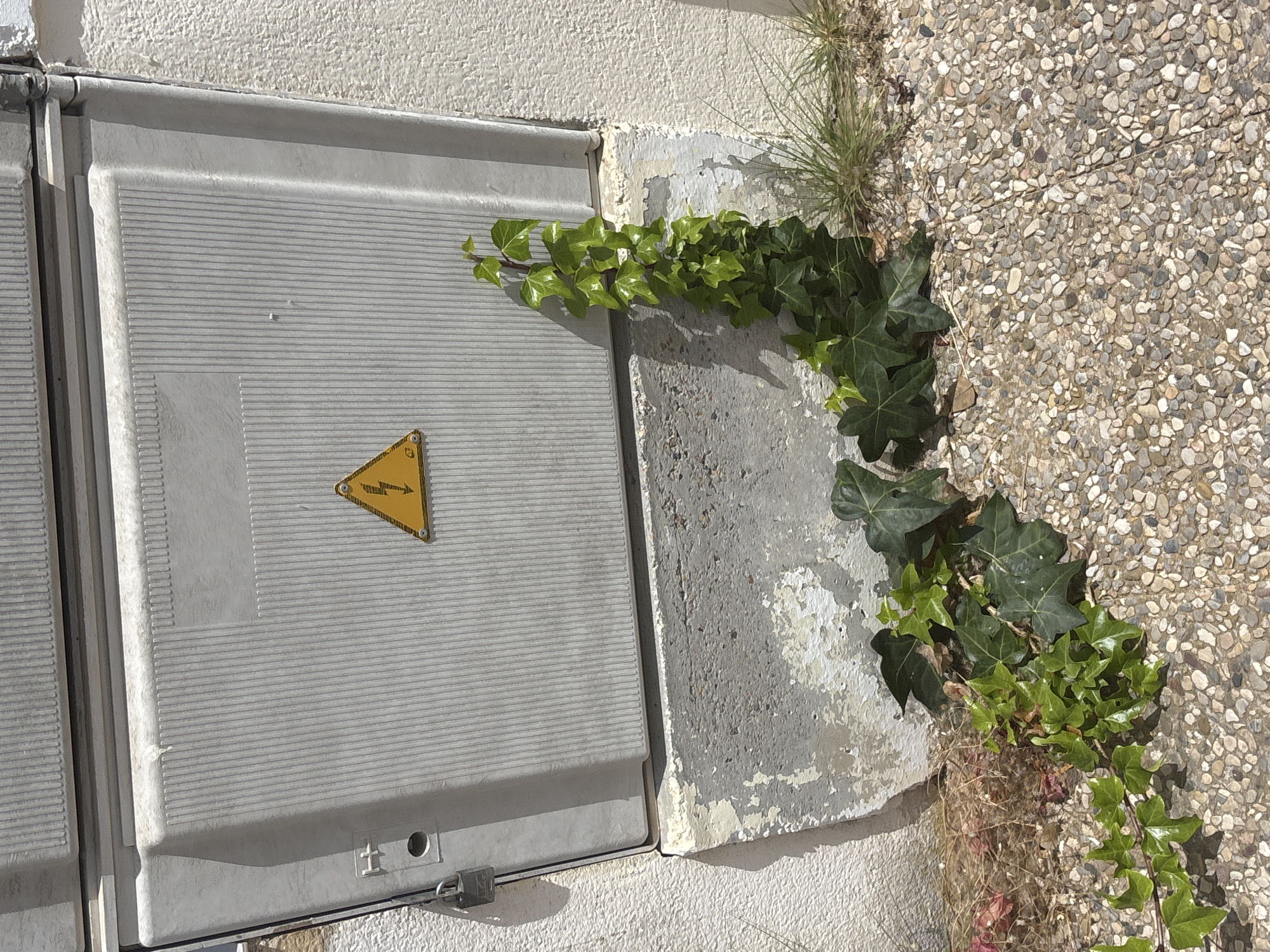 This is a close-up, overhead shot of an outdoor electrical junction box. The box is gray and has a ribbed texture. A yellow triangle with a black lightning bolt symbol is affixed to the front of the box. The box is mounted on a white, textured wall, and next to it is a concrete surface speckled with small stones. Green ivy is growing from a crack between the box and the concrete, climbing up the wall and over the edge of the box. Some dry grass and debris are also visible around the base of the ivy. The lighting suggests it is daytime, with shadows cast on the wall and ground. The scene is static, with no activity depicted. The location appears to be outdoors, possibly in a residential or public area where an electrical box would be installed. No people are visible. The text visible is the lightning bolt symbol, indicating a high voltage hazard.