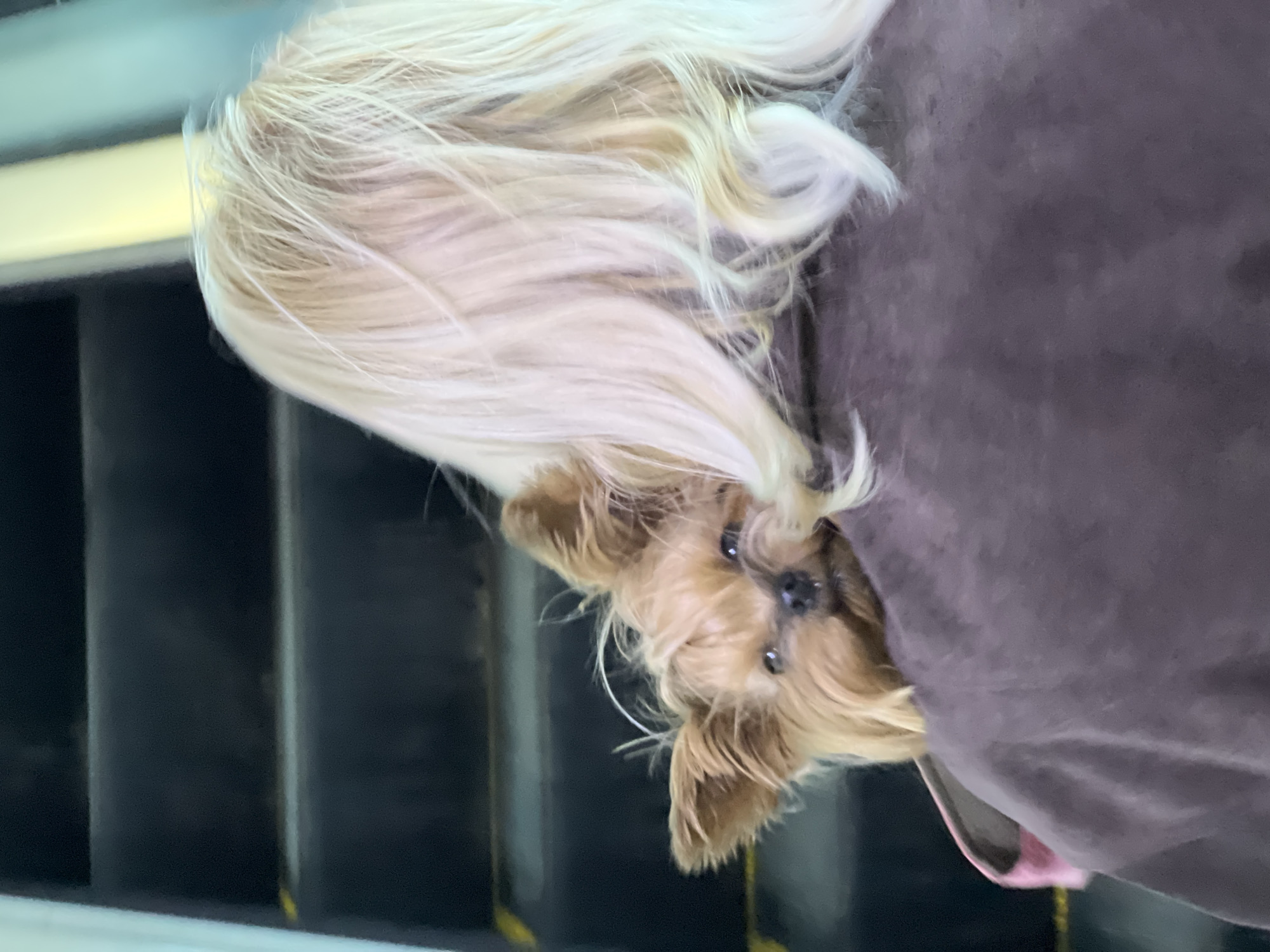 A Yorkshire Terrier dog peers out from inside a brown jacket or coat. The individual carrying the dog has long blonde hair. An escalator with black treads is visible in the background. The city location is Chaikovsky, Russia.