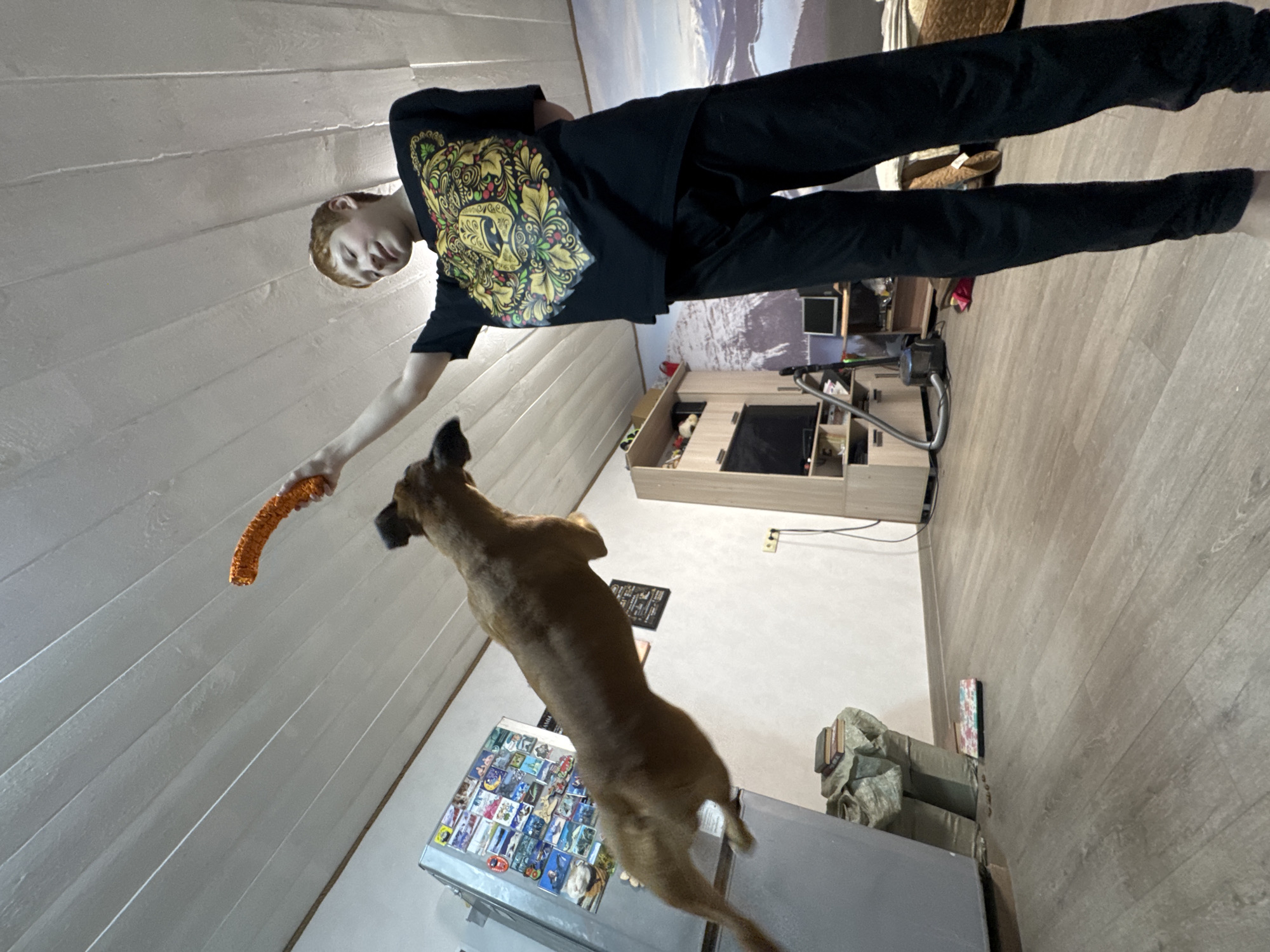 A person in black pants and a black T-shirt with a colorful design is holding an orange toy for a brown dog. The dog is jumping in the air, seemingly attempting to catch the toy. The background includes a refrigerator covered with magnets, a wall with horizontal wood panels, a cabinet with a television, a vacuum cleaner, and a portion of a landscape mural. The location is likely an apartment in Chaikovsky, Russia.