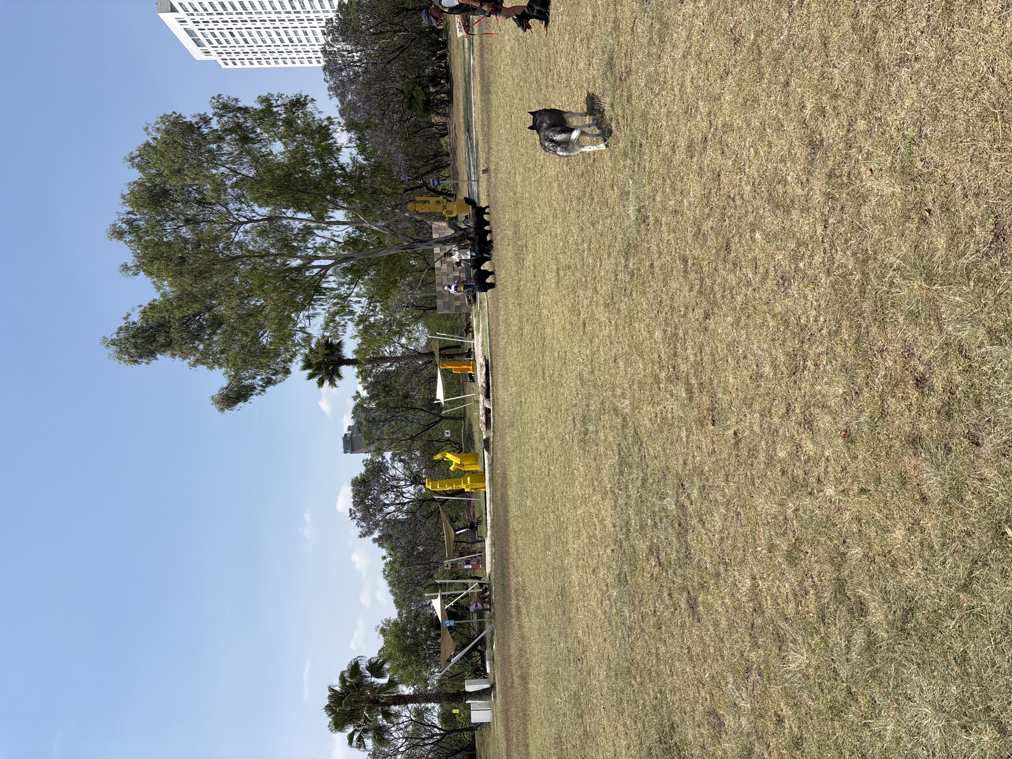 The image depicts a park scene in San Bernardino Tlaxcalancingo, Mexico. A large expanse of dry, brown grass covers the foreground. Along the edge of the grass, there is a line of trees, some with purple blossoms. There are benches and yellow exercise equipment present. In the background, there is a tall white building. Several dark-colored dogs are visible, and a person can be seen holding a leash. A dog with grey and white fur stands near the edge of the grass. The sky is blue and clear.