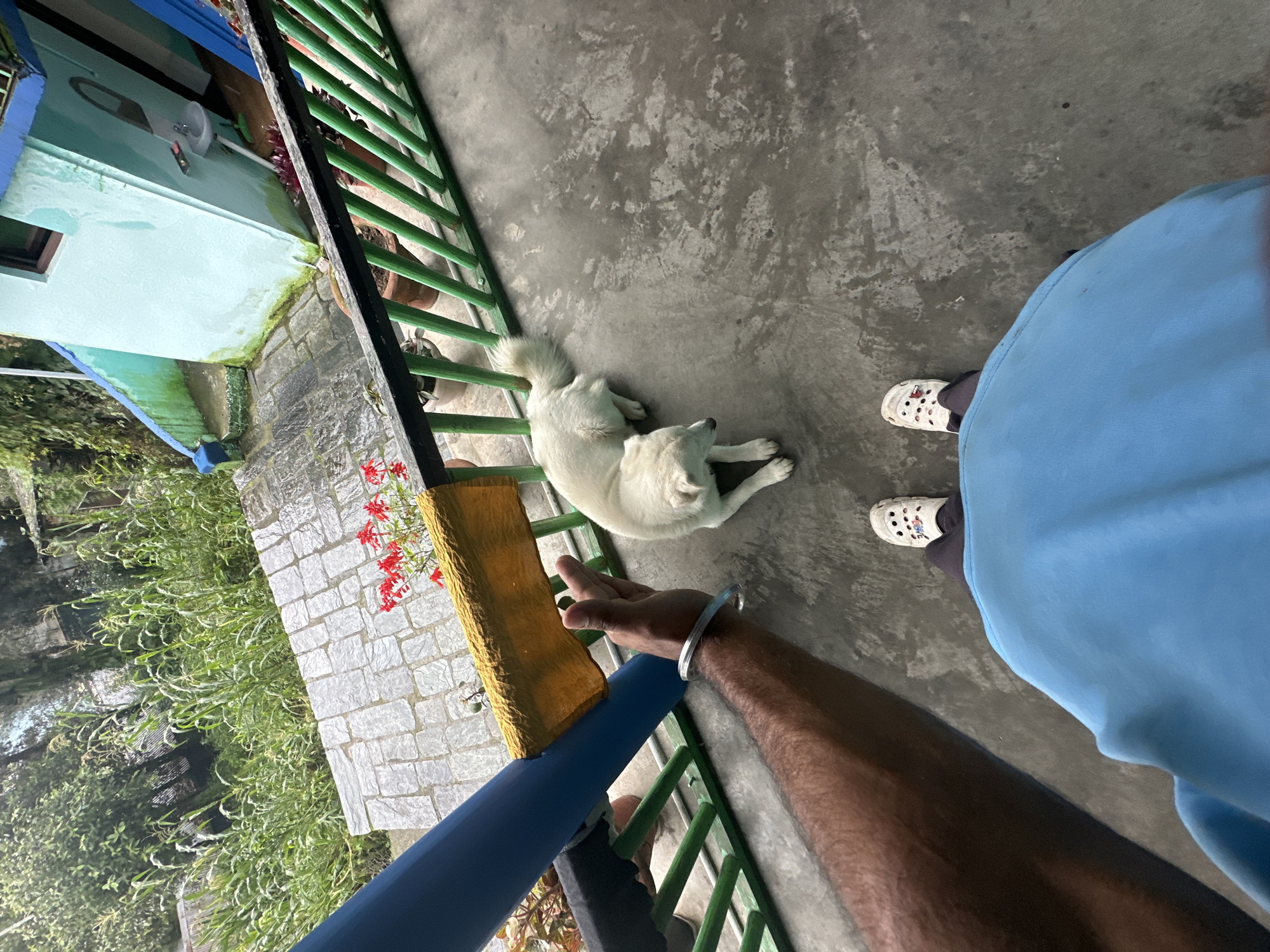 In a high-angle shot from a first-person perspective, a person is standing on a concrete patio, facing away from the camera. The person is wearing white clogs with red and blue embellishments and dark pants. A light blue sweatshirt or t-shirt is visible in the foreground. To the left, the person's arm is extended, with a silver bracelet on their wrist. A white dog is lying down on the patio to the right of the person, facing towards the left.
Behind the patio, a green railing with diagonal wooden slats runs across the frame. Beyond the railing, there is a paved walkway with a slight incline, and lush green vegetation and trees. To the right, a small light blue building with a dark-pitched roof and a window is visible, with moss growing on its exterior. Red flowers in a pot are also visible in the scene. The overall impression is an outdoor setting, possibly a balcony or patio, with elements of nature and a small structure.