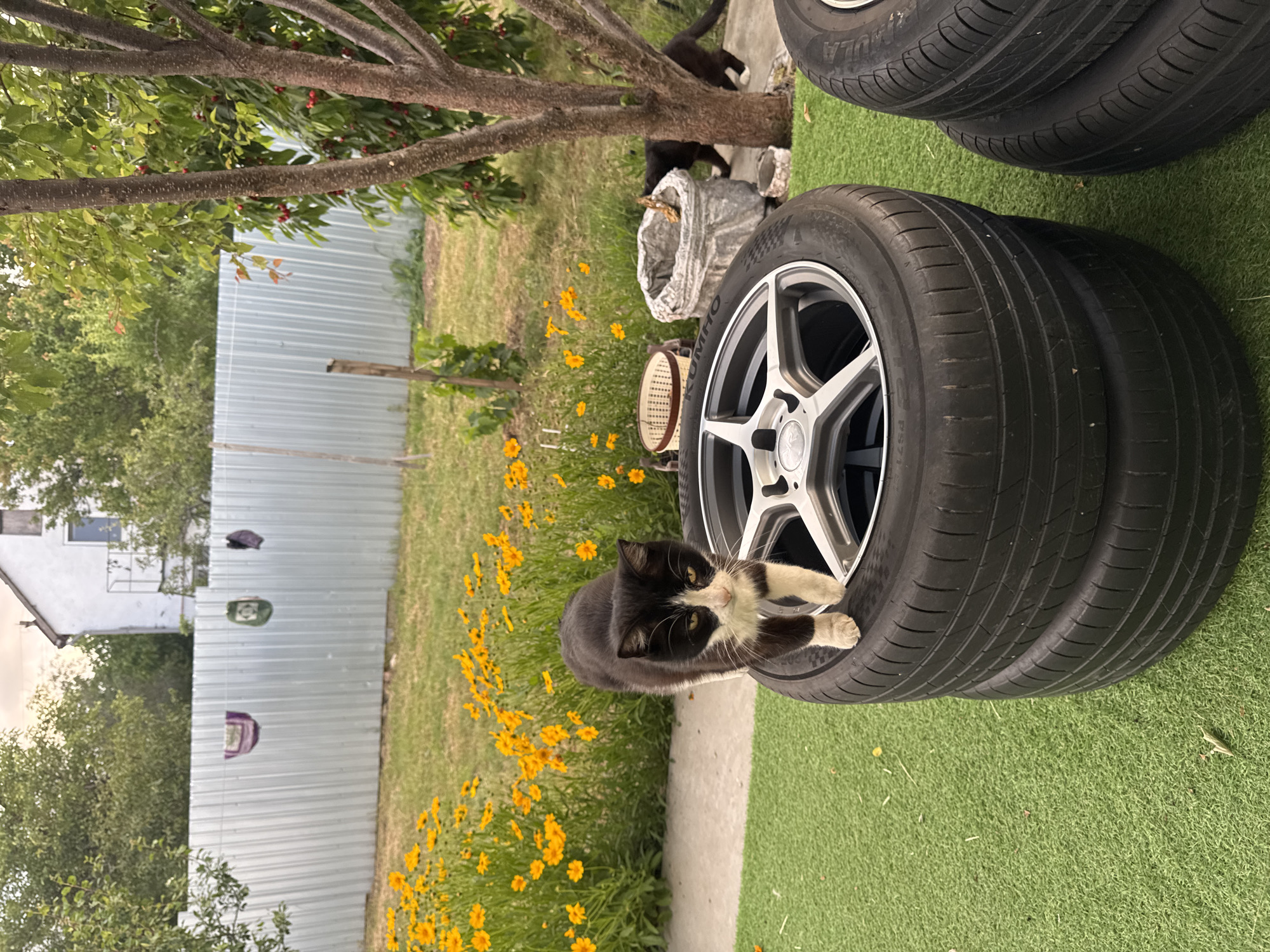 A black and white cat stands on a stack of two tires in a yard. The tires are black with silver rims. The yard is covered in green artificial turf. Behind the tires, yellow flowers are in bloom. A white and metal fence runs across the background, with a house visible beyond the fence. A tree with red berries is to the right of the frame.