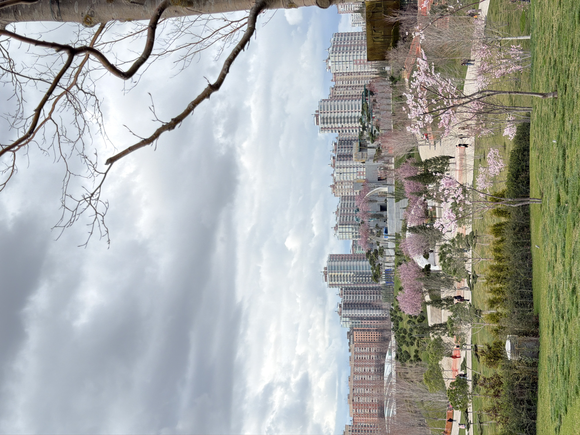 The image depicts a cityscape in Krasnodar, Russia, featuring a park with blooming cherry trees and modern high-rise buildings. The park has grassy areas and walkways where people are seen strolling. The sky is filled with clouds, and bare tree branches frame the scene at the top.
