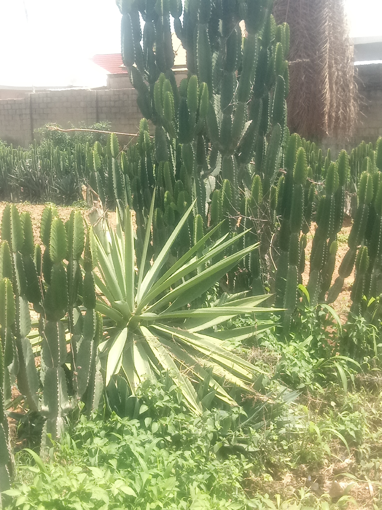 An outdoor, medium shot captures a cluster of tall, green, columnar cacti and a spiky agave plant in the foreground, set against a background of a low brick wall, a building with a red roof, and a very tall, brown, fibrous tree trunk on the right. The cacti are varied in height and density, with some appearing thicker and more established than others. The agave plant is large and rosette-shaped, with long, pointed leaves. The ground is covered with dry earth and various green leafy plants. The lighting suggests a sunny day. The scene appears to be in a garden or a naturalistic landscaping setting within an urban environment.