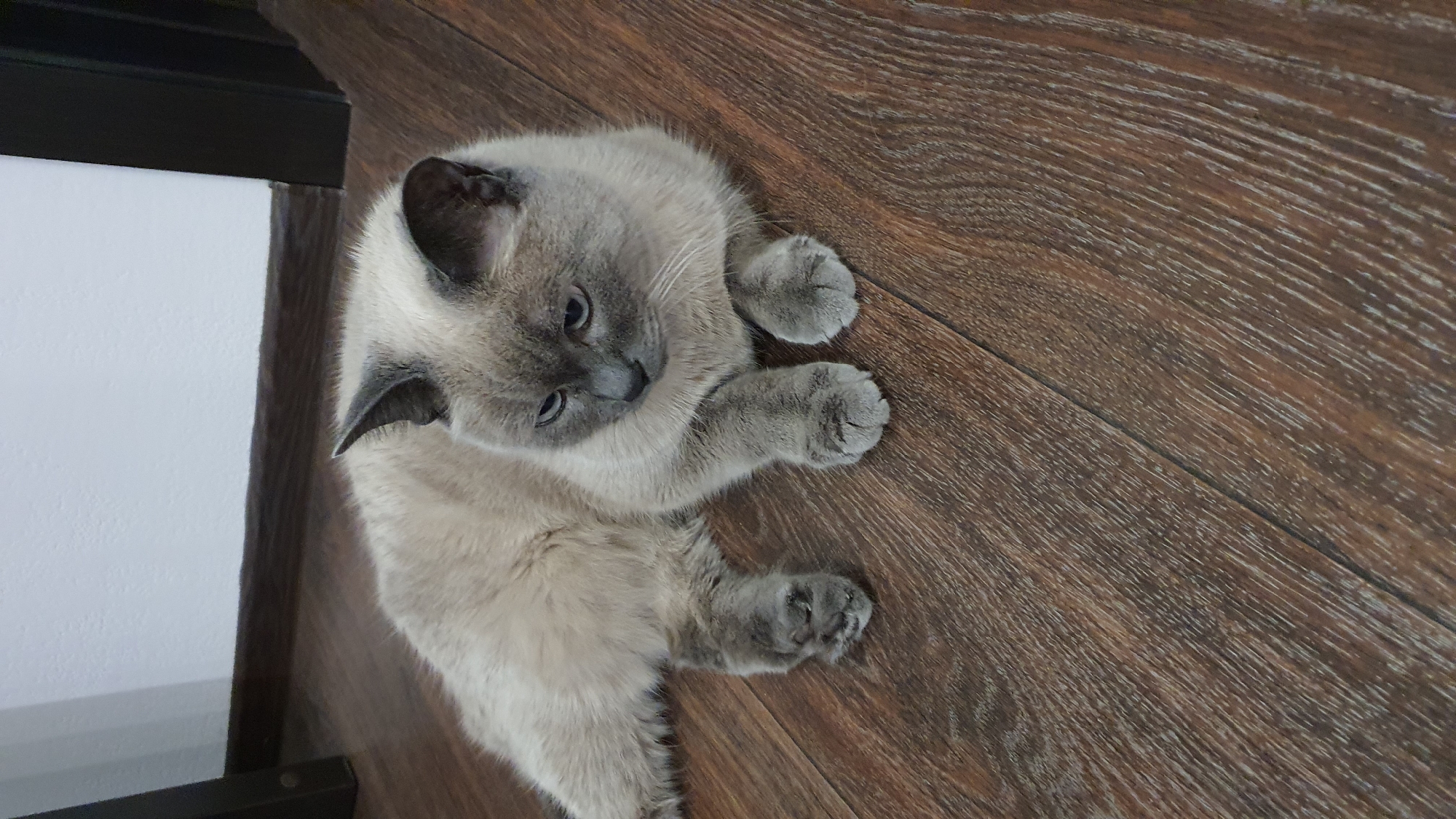 A domestic cat with light brown and gray fur is lying on a wooden floor. The cat is facing to the right, with its head slightly turned down. Its eyes are partly closed, and its ears are pricked up. The cat's front paws are tucked under its chest, and its hind legs are extended to the left. The wooden floor has a dark brown color with a visible grain pattern. The background shows a white wall and a dark vertical structure, possibly a doorway or furniture. No other subjects or significant objects are present in the scene. The image appears to be taken indoors. The specific location in Krasnoyarsk, Russia, cannot be determined from the visual information provided.